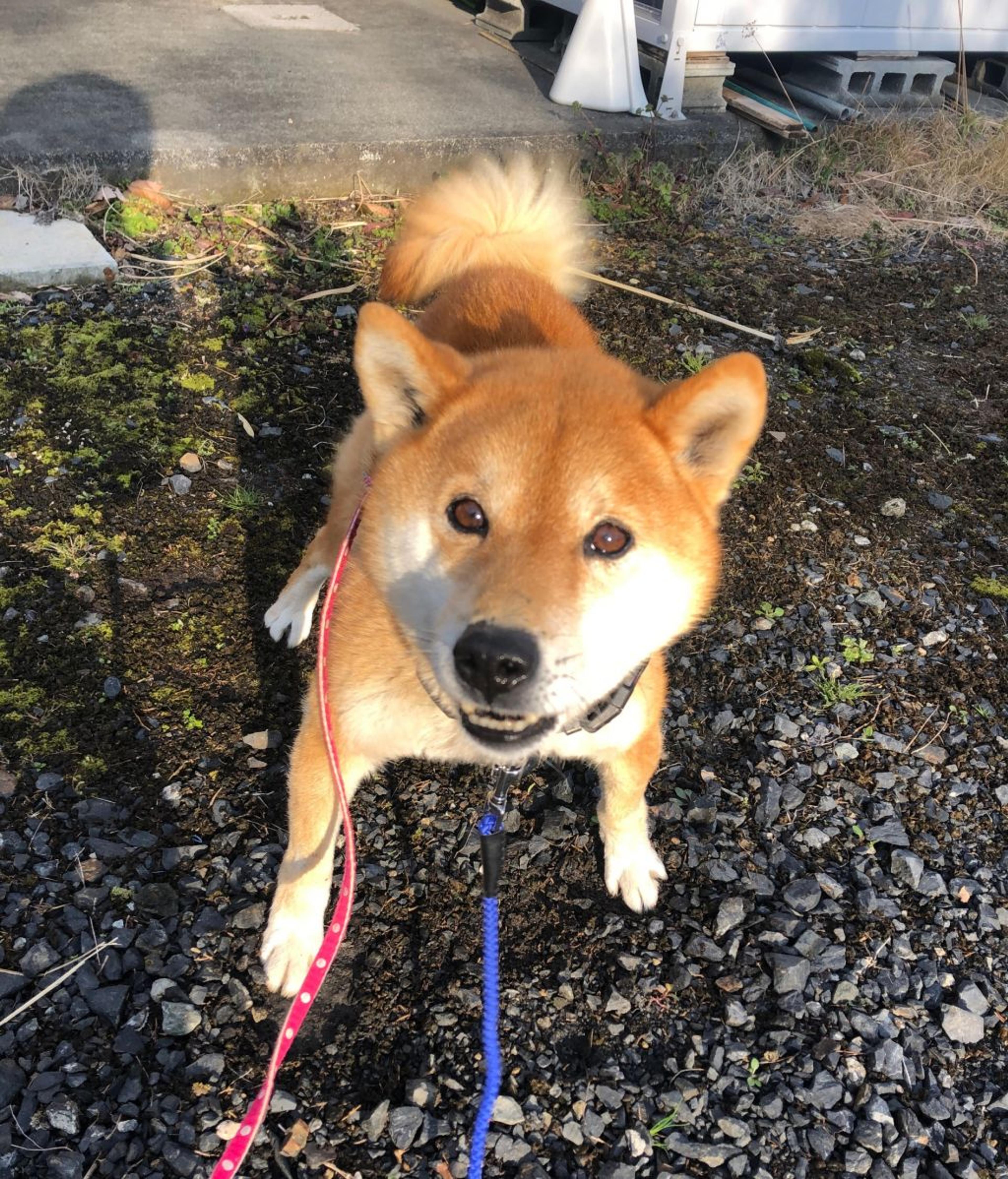 pet-image-3