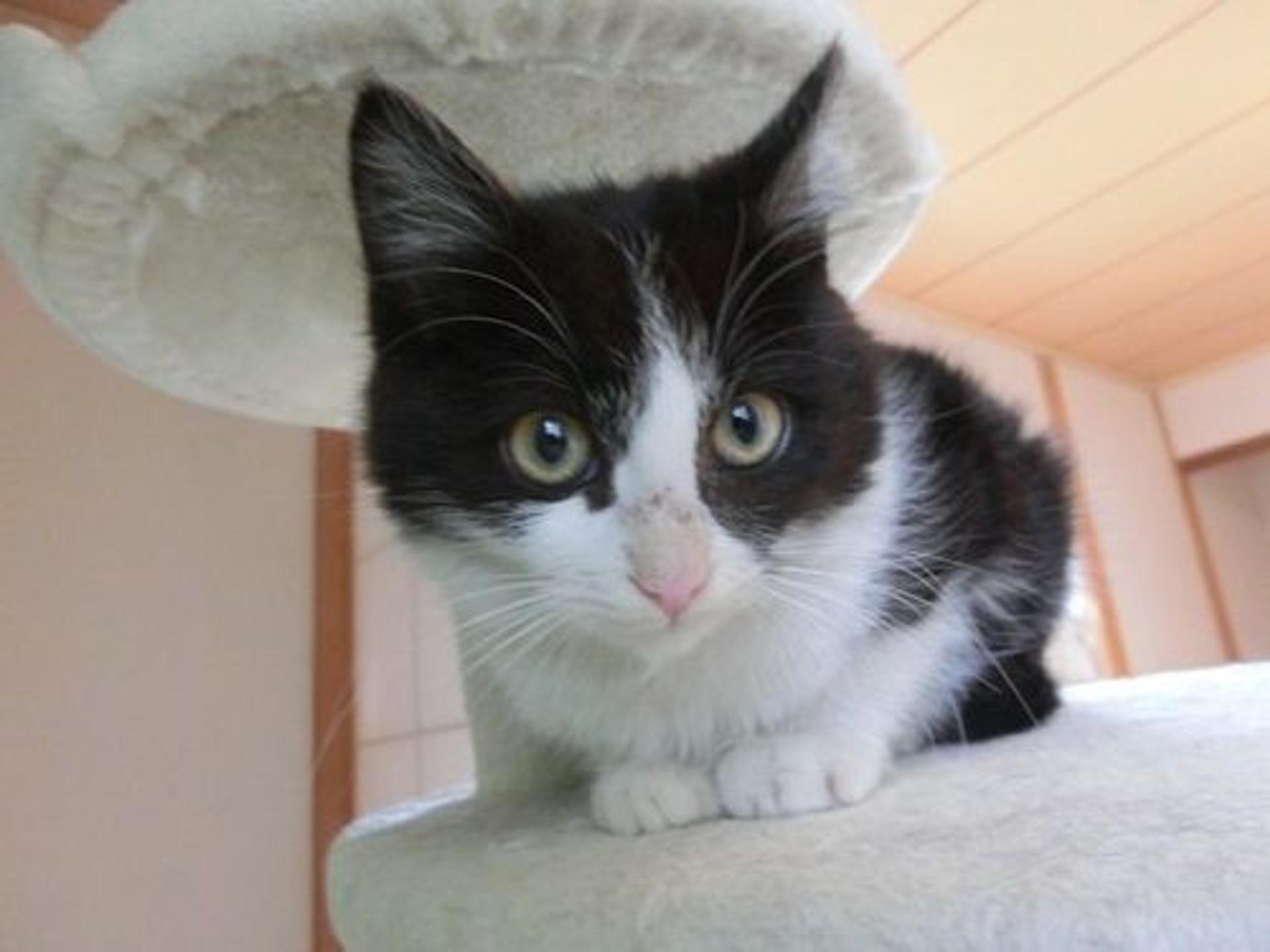 pet-image-3