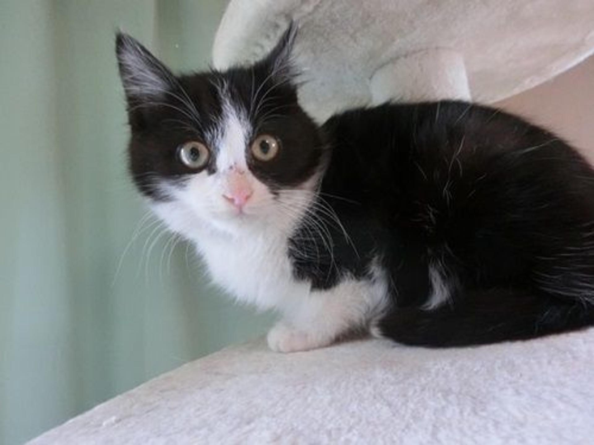 pet-image-4