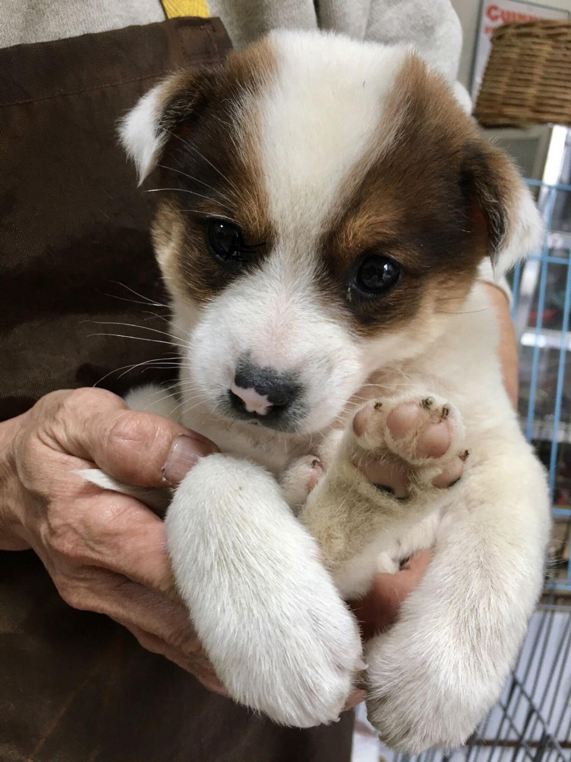 pet-image-2