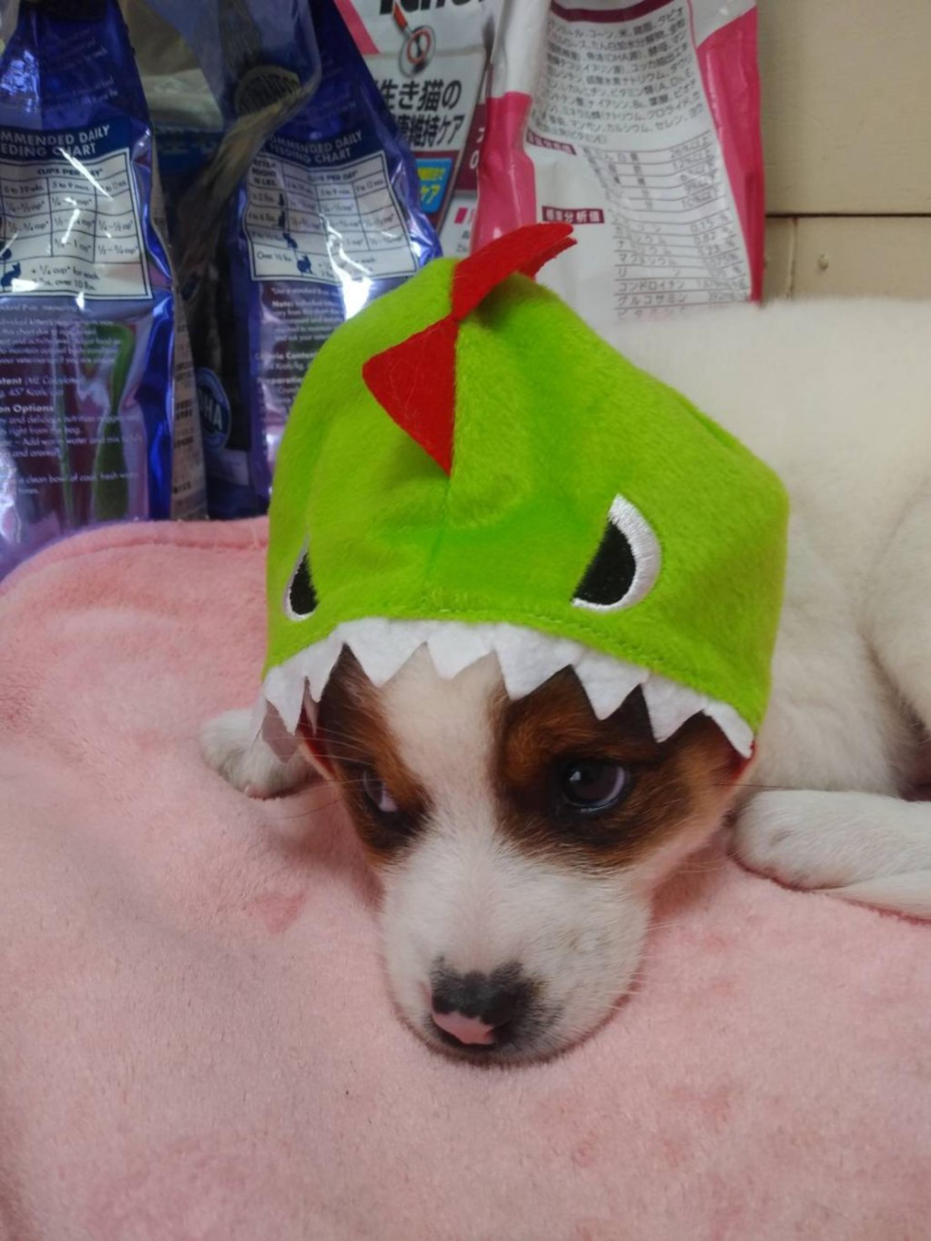 pet-image-3