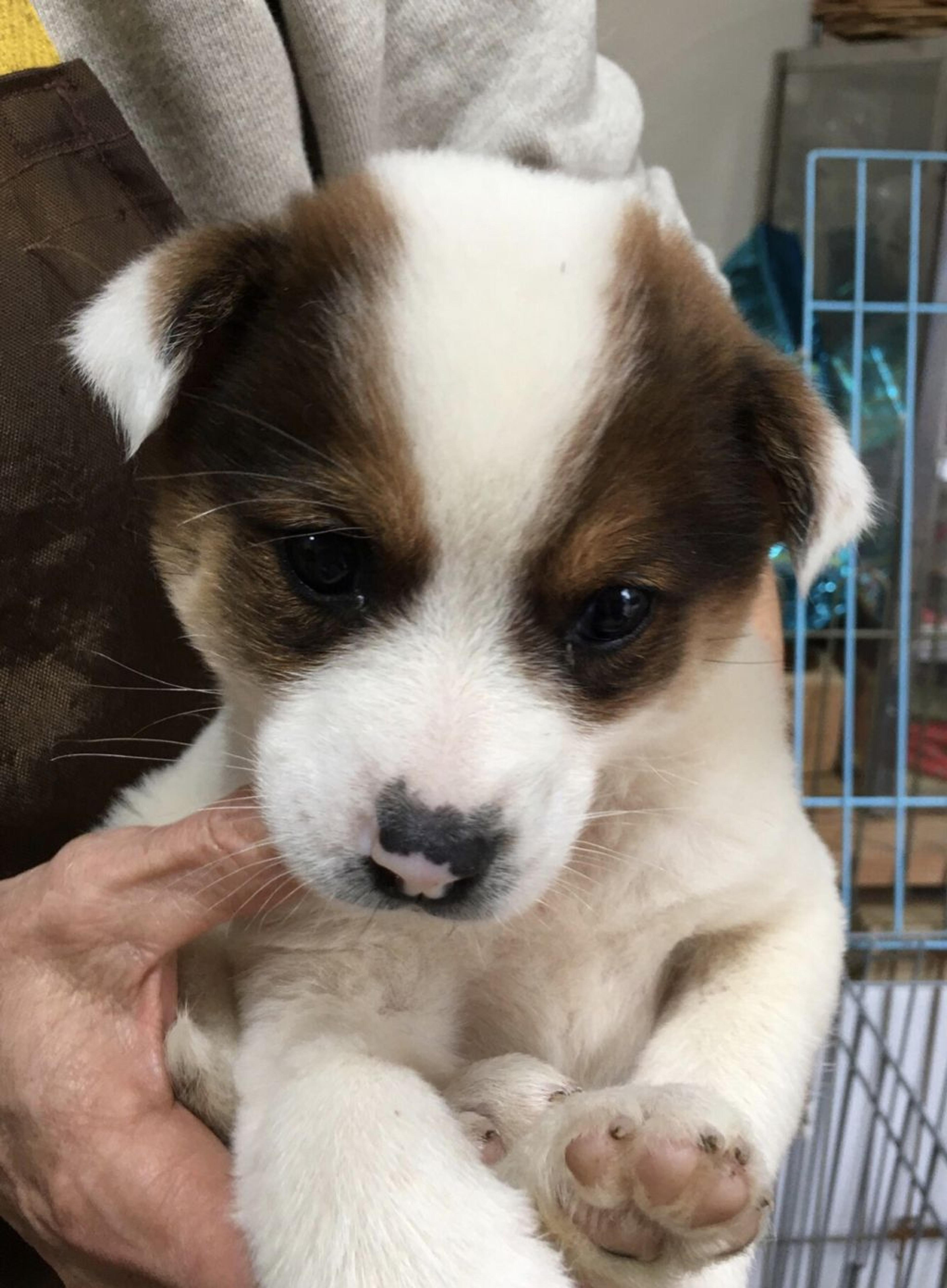 pet-image-5