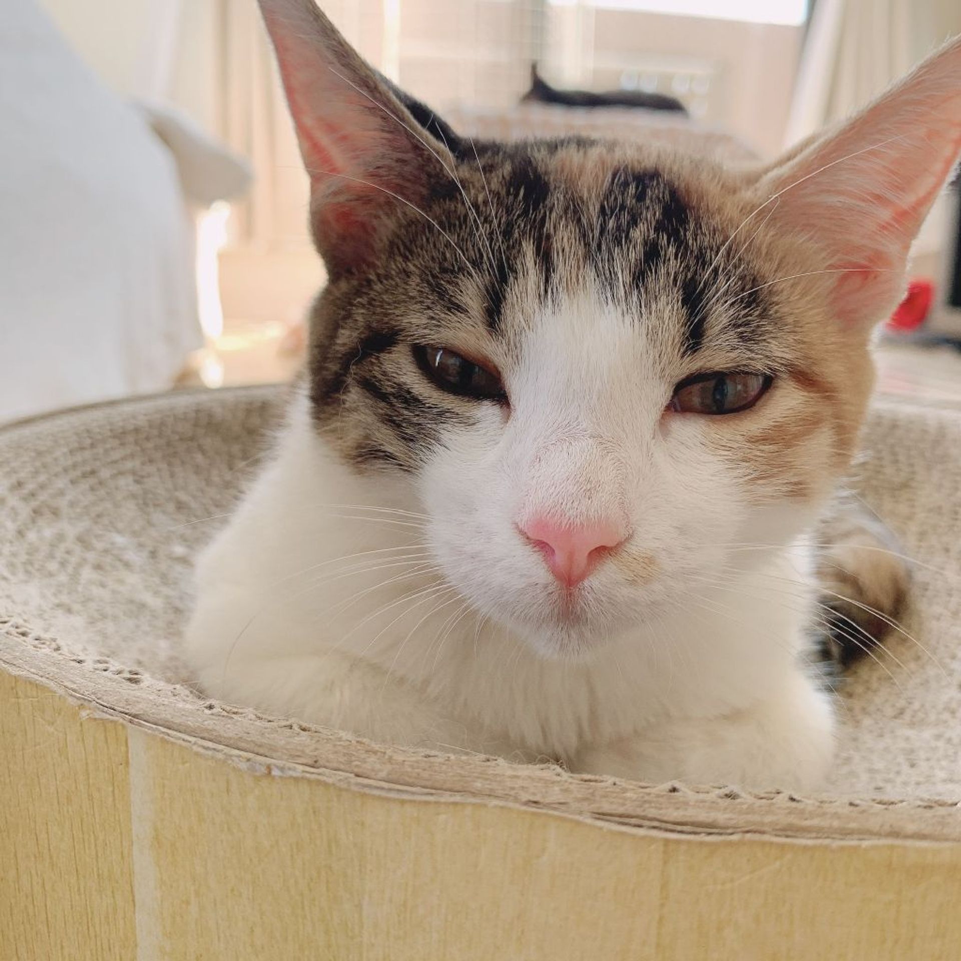 雑種（ミックス猫）・メスの里親募集の写真
