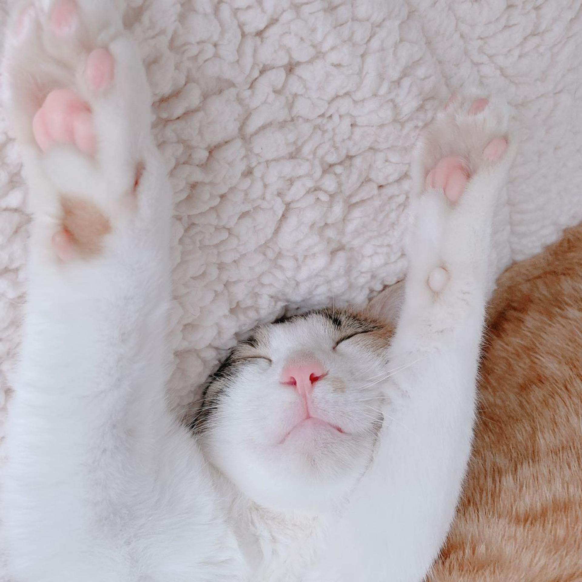 pet-image-2