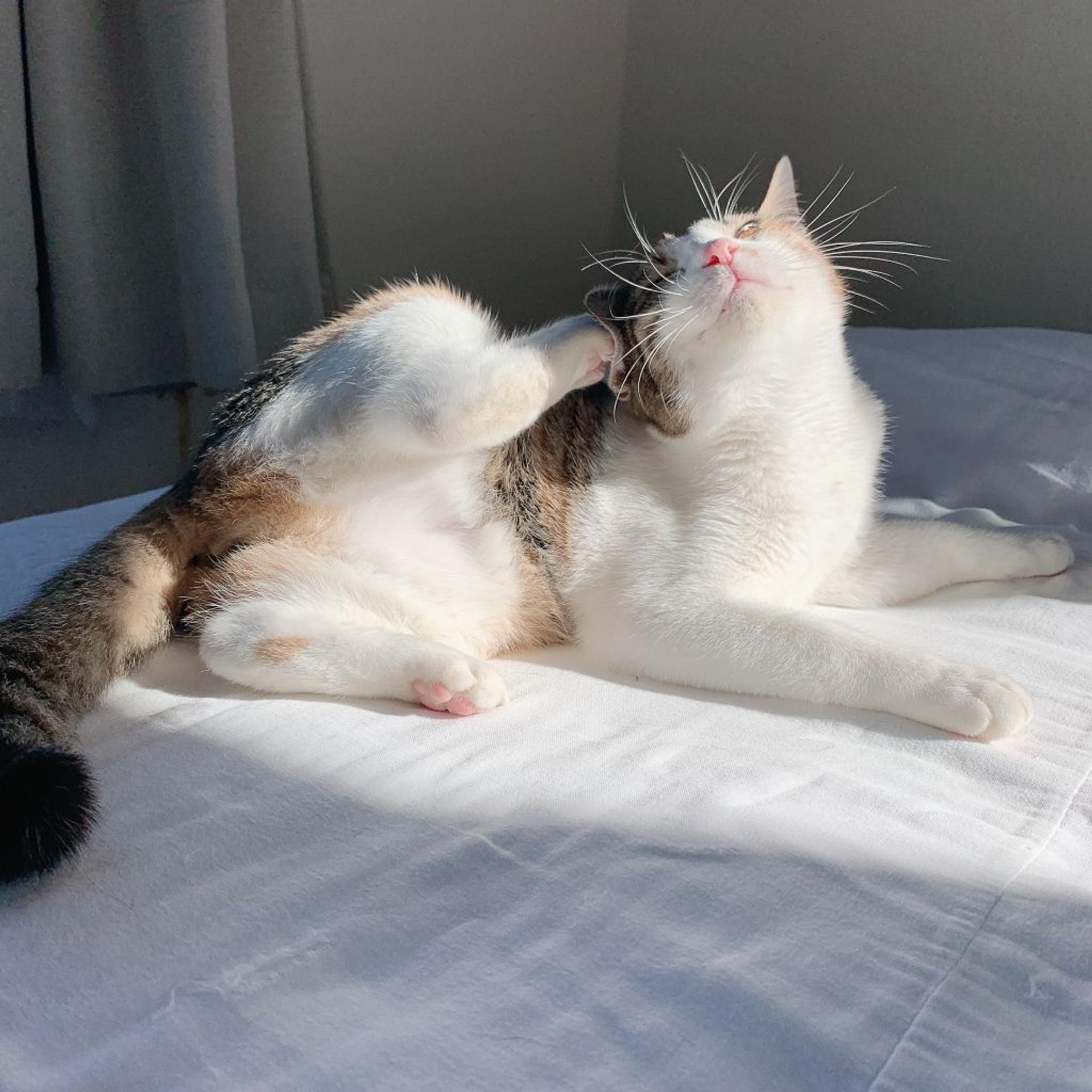 pet-image-3