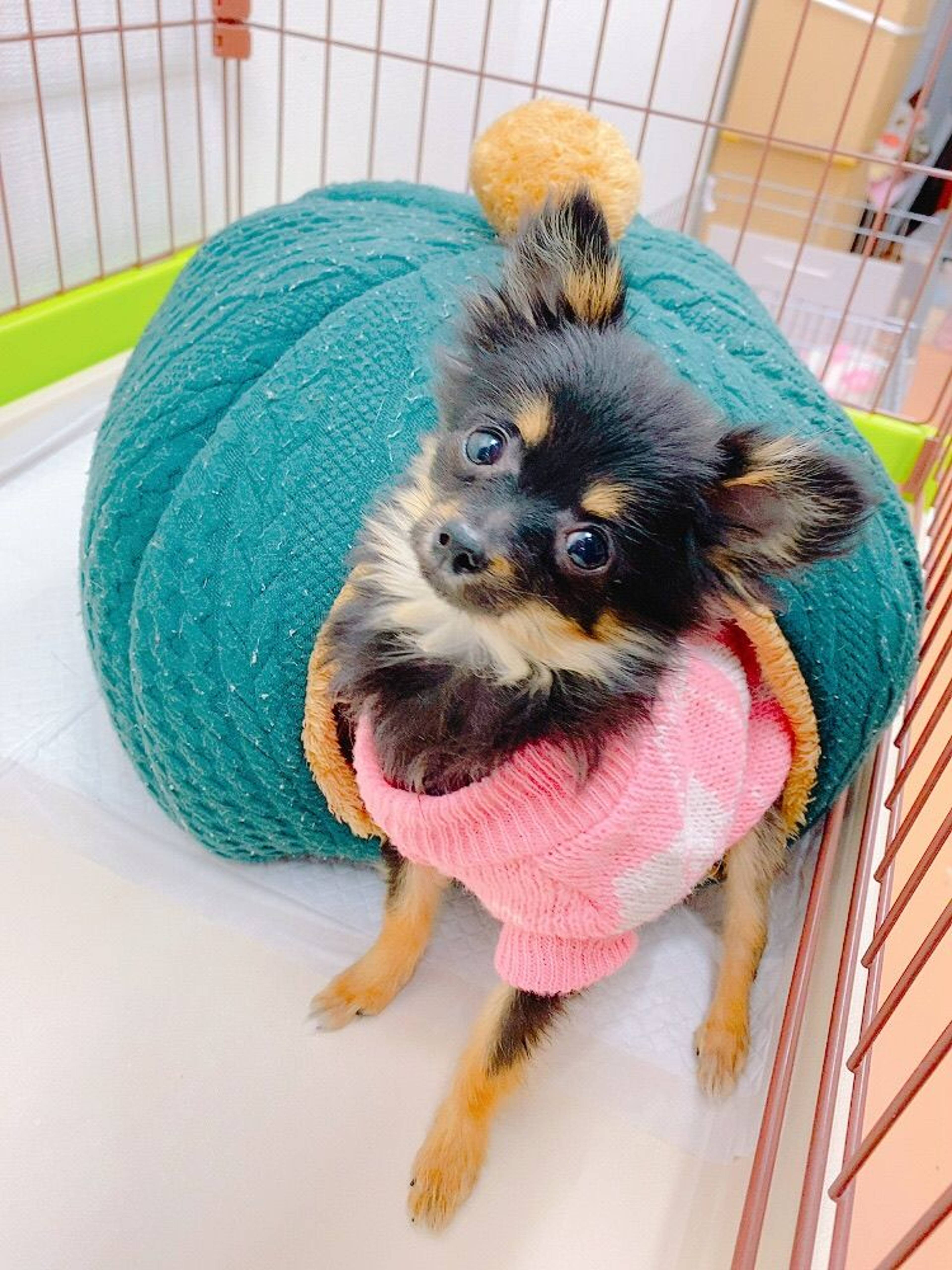 雑種（ミックス犬）・メスの里親募集の写真