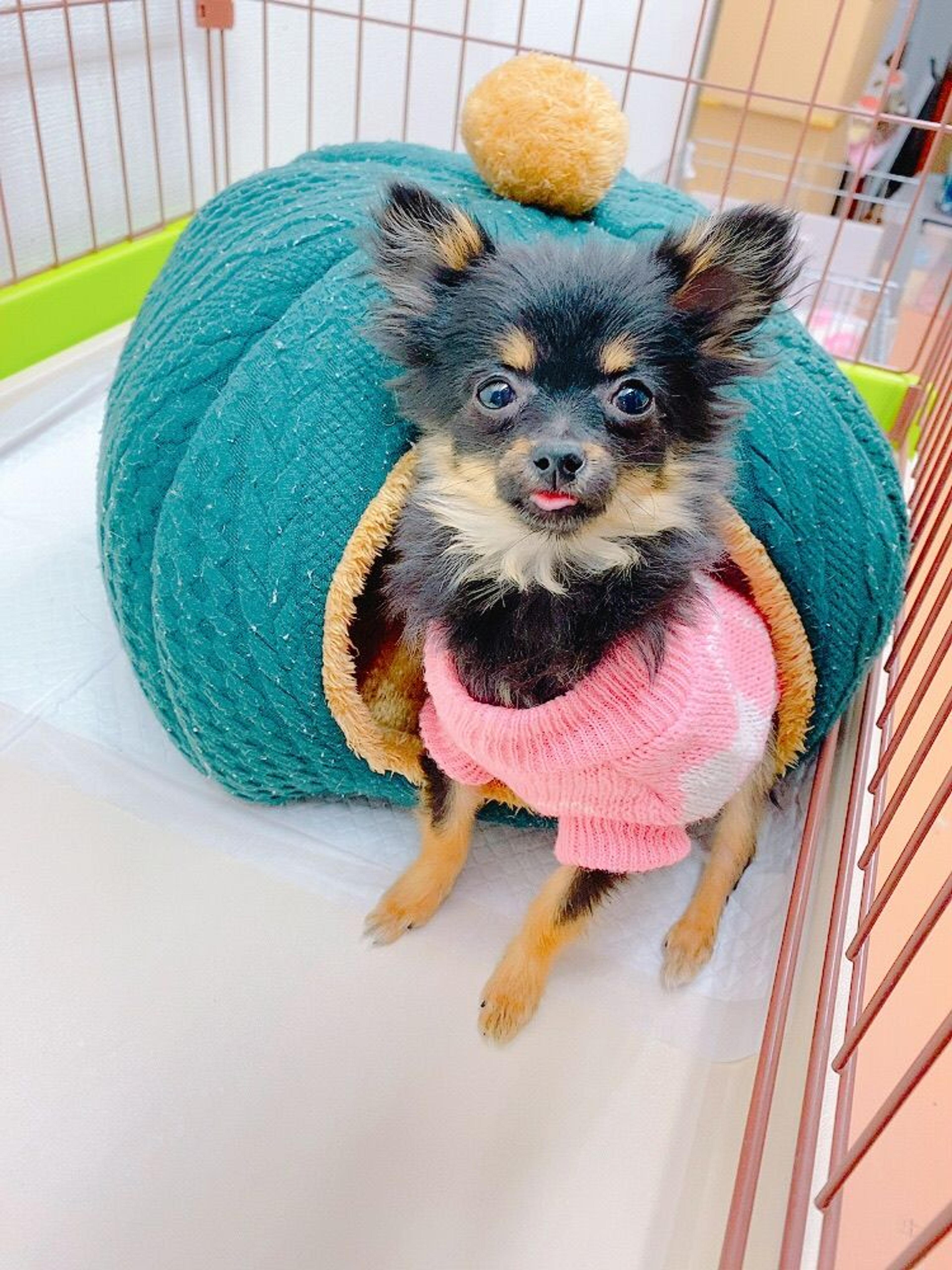 pet-image-2