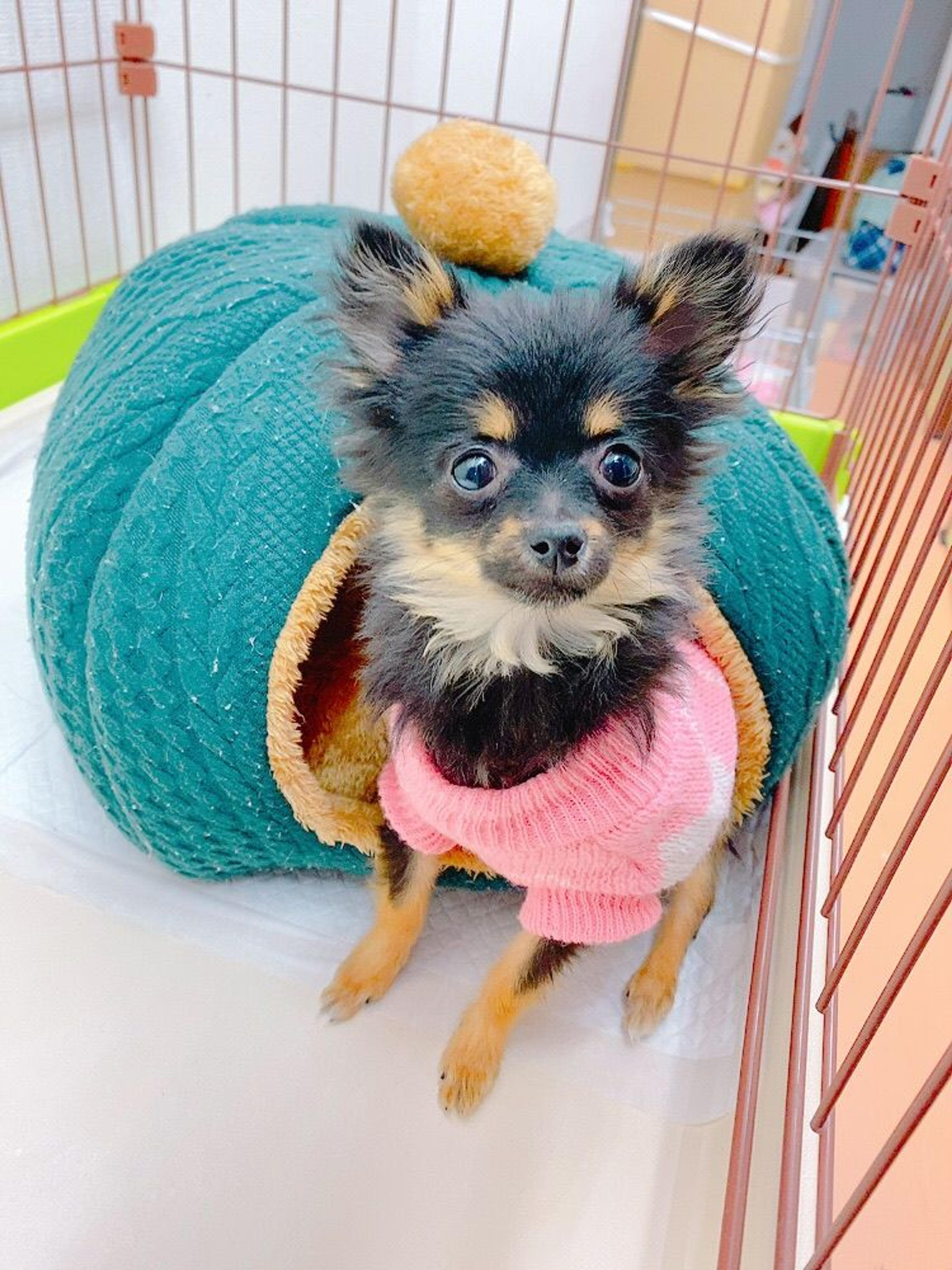 pet-image-3