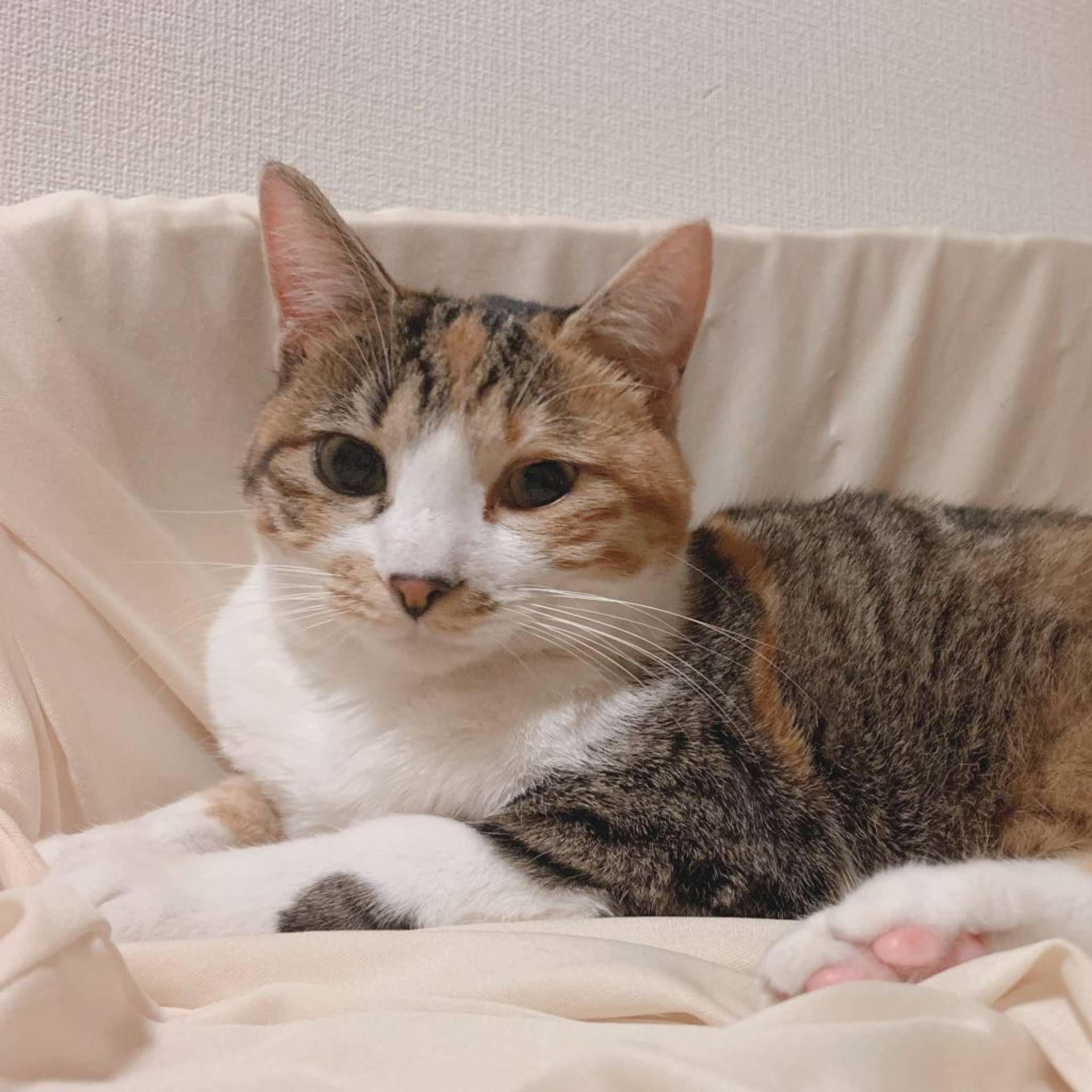 雑種（ミックス猫）・メスの里親募集の写真