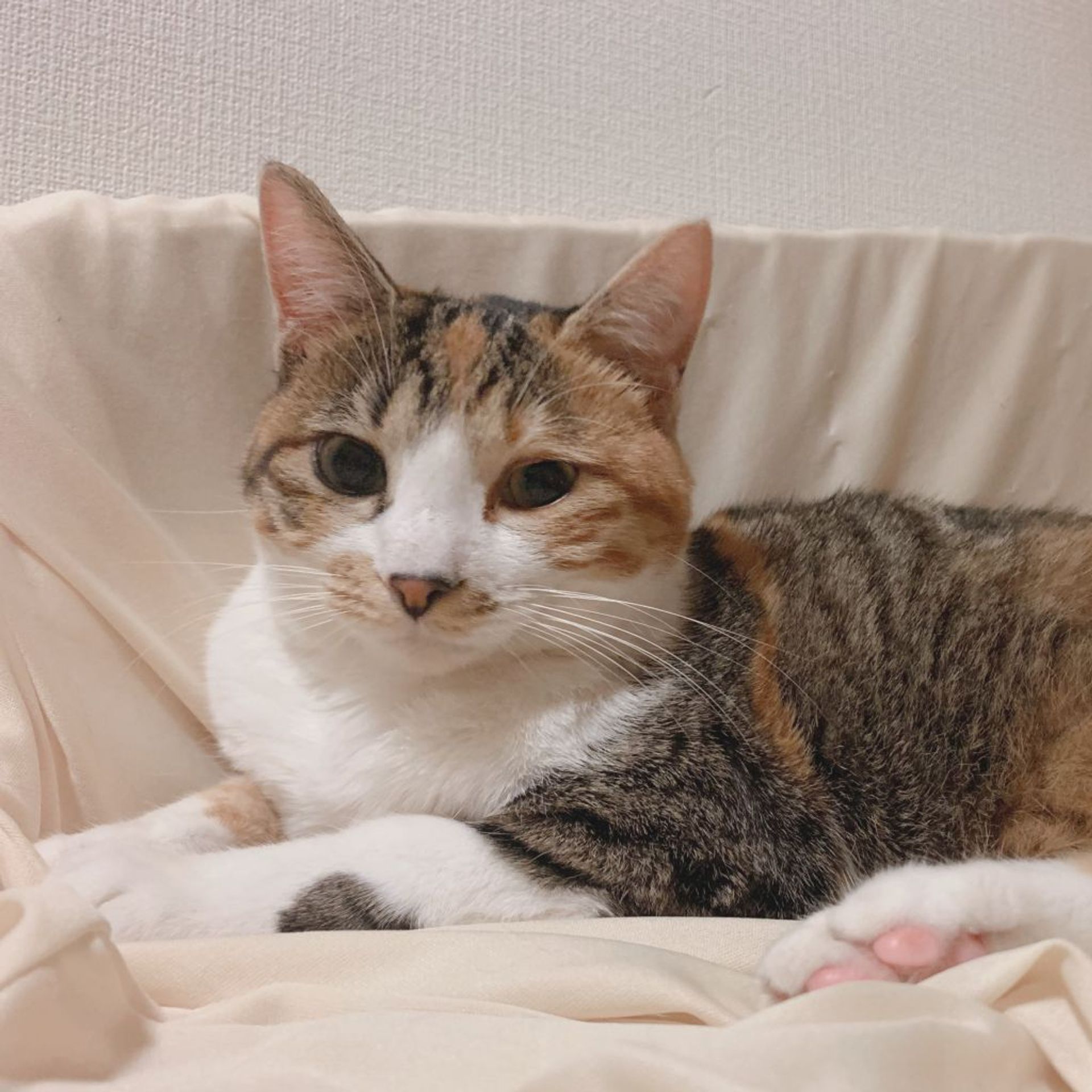 雑種（ミックス猫）・メスの里親募集の写真