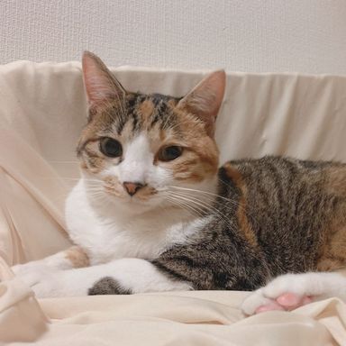 みさきちゃんの写真