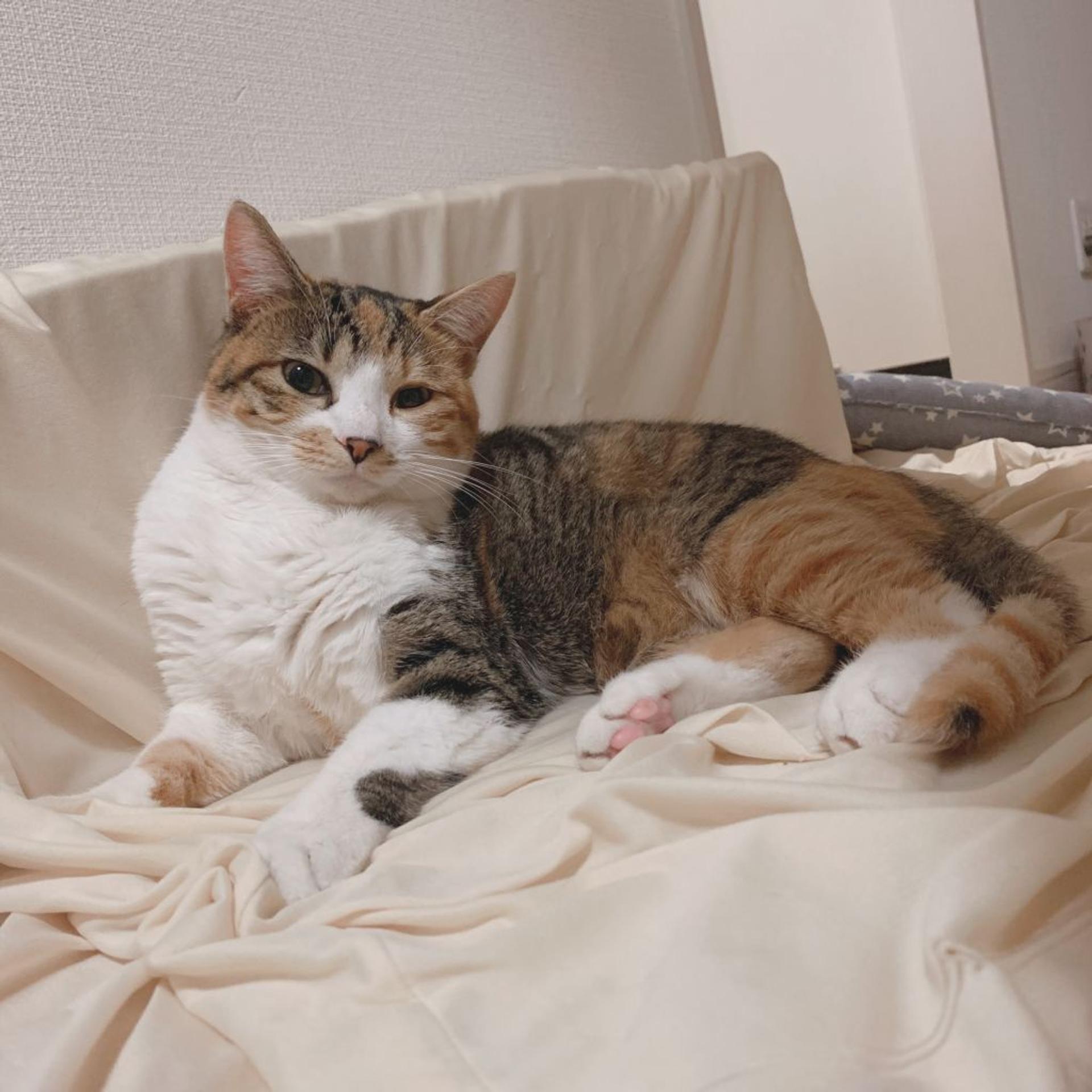 pet-image-2