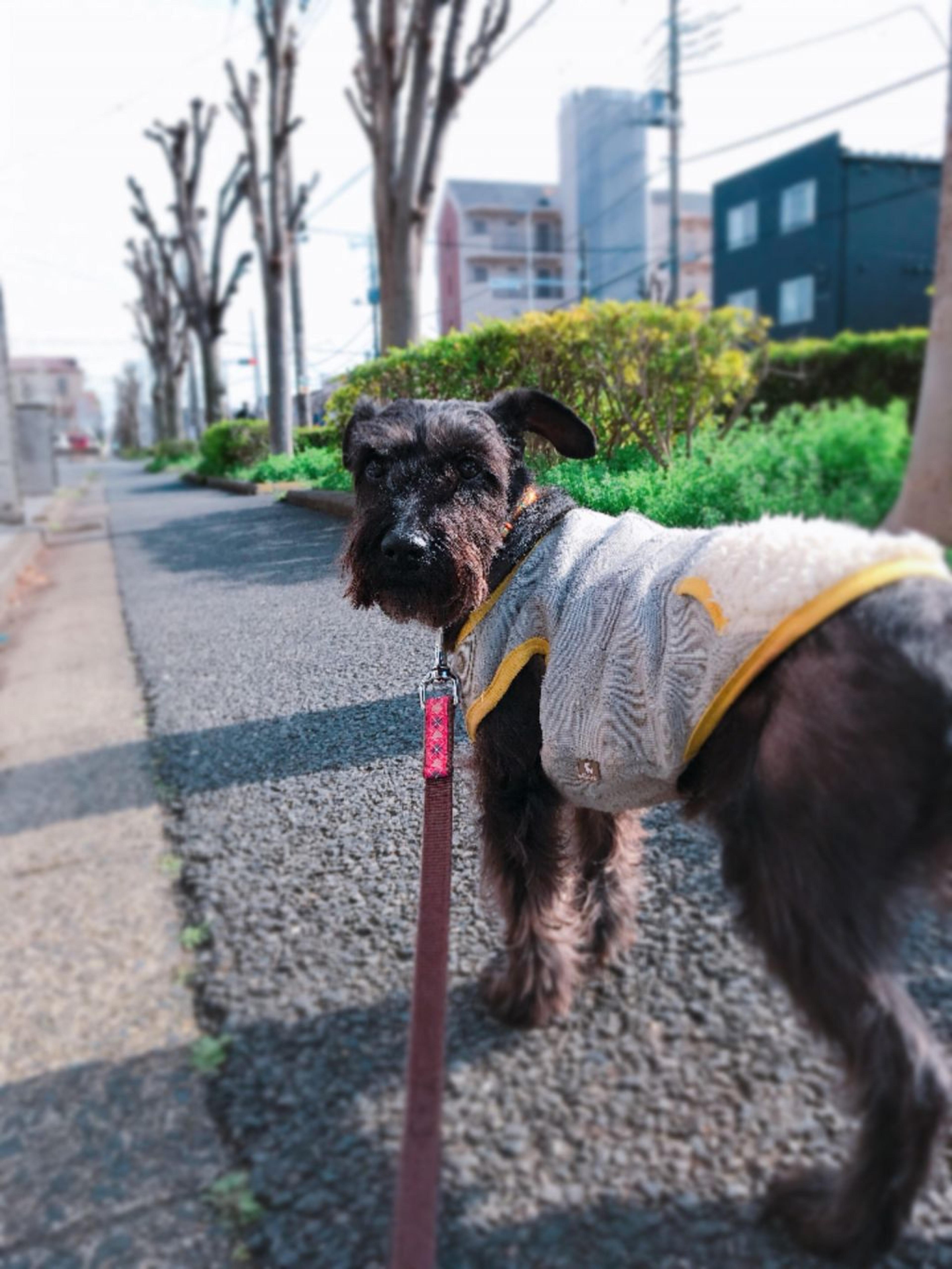 pet-image-2