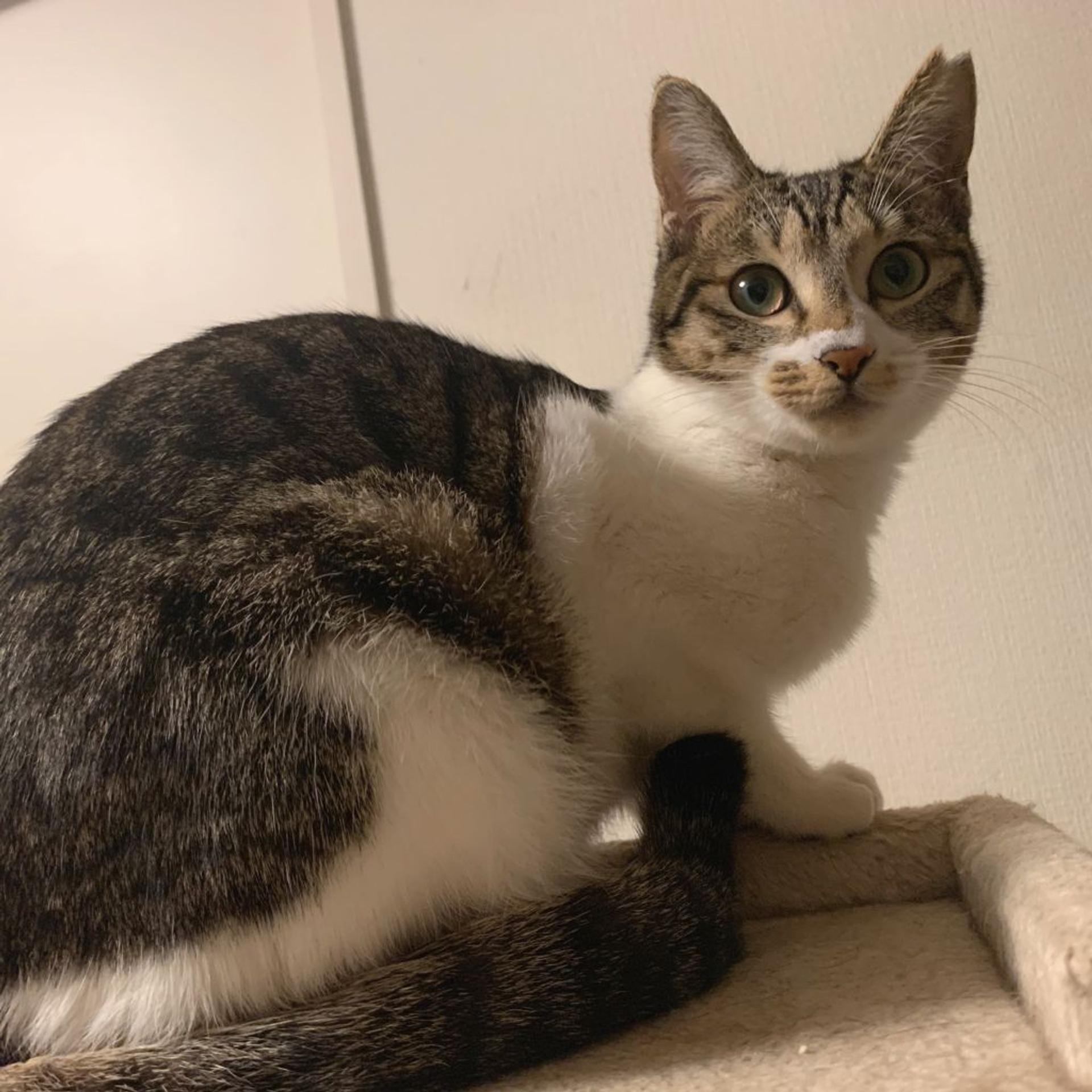 pet-image-2
