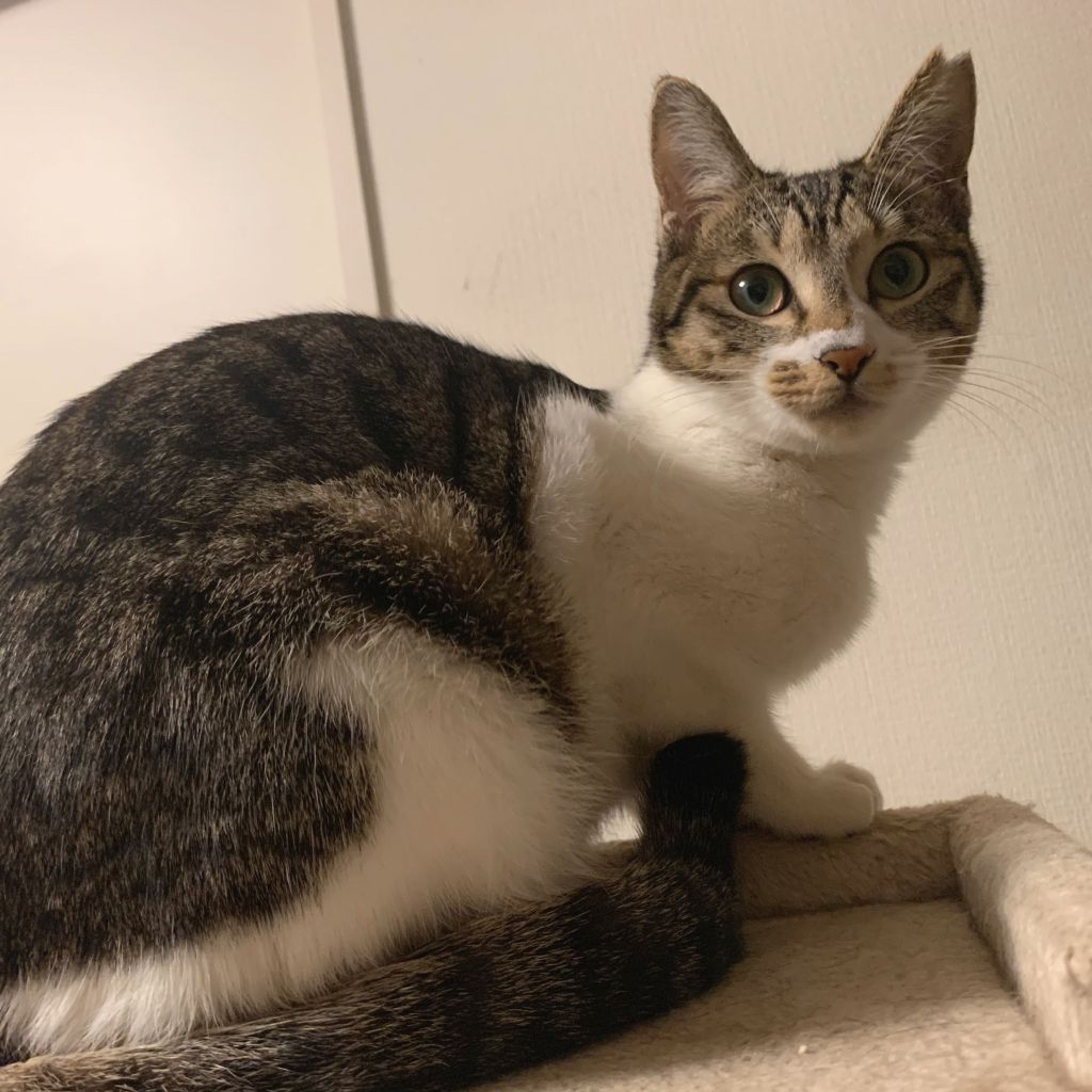 pet-image-2
