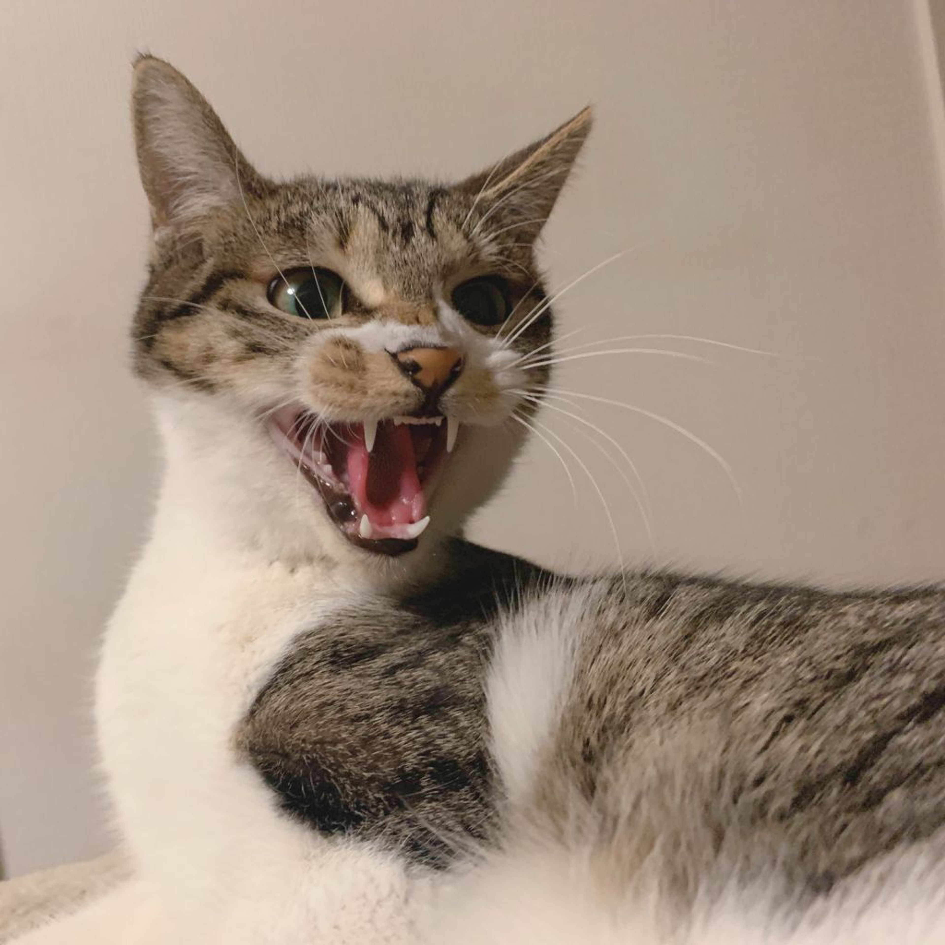 pet-image-5
