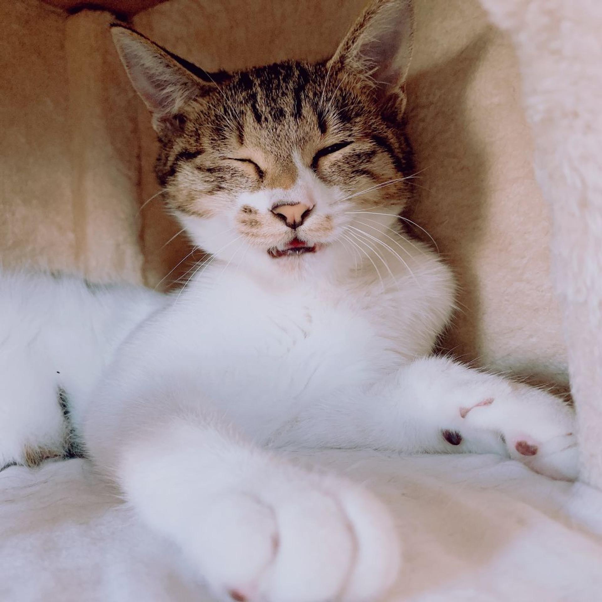 pet-image-4