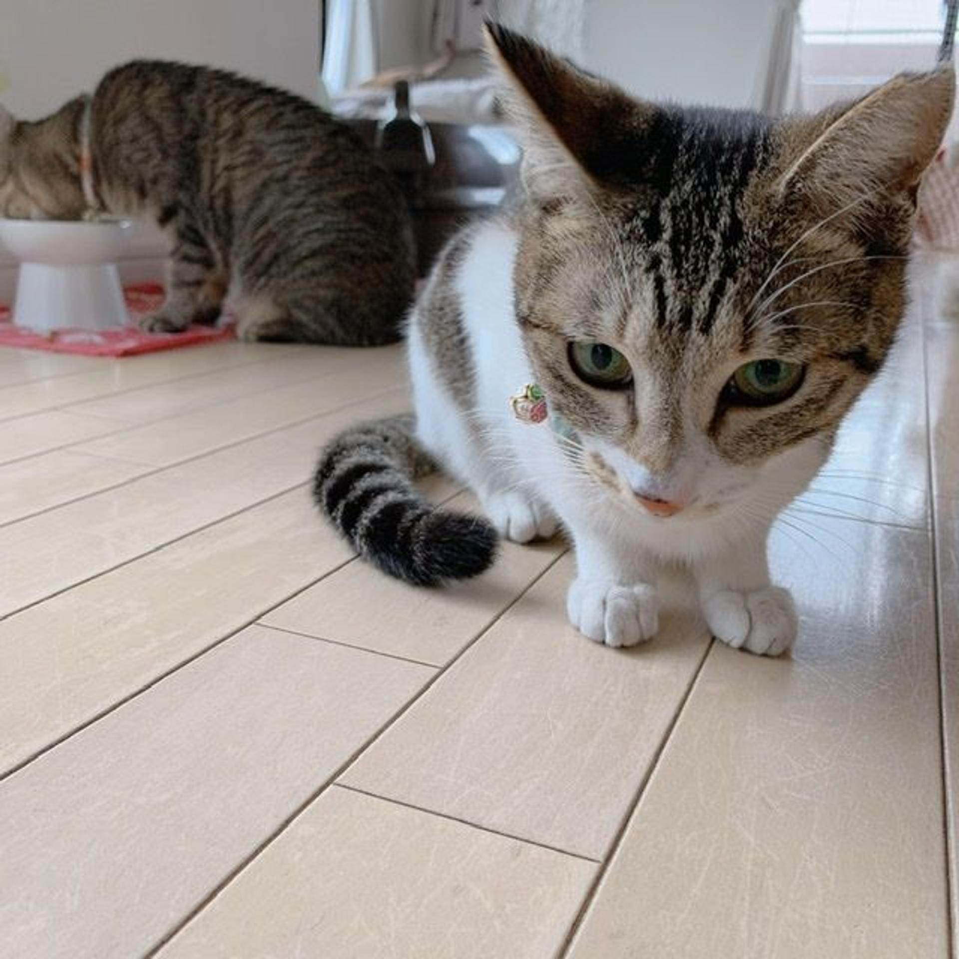 pet-image-6