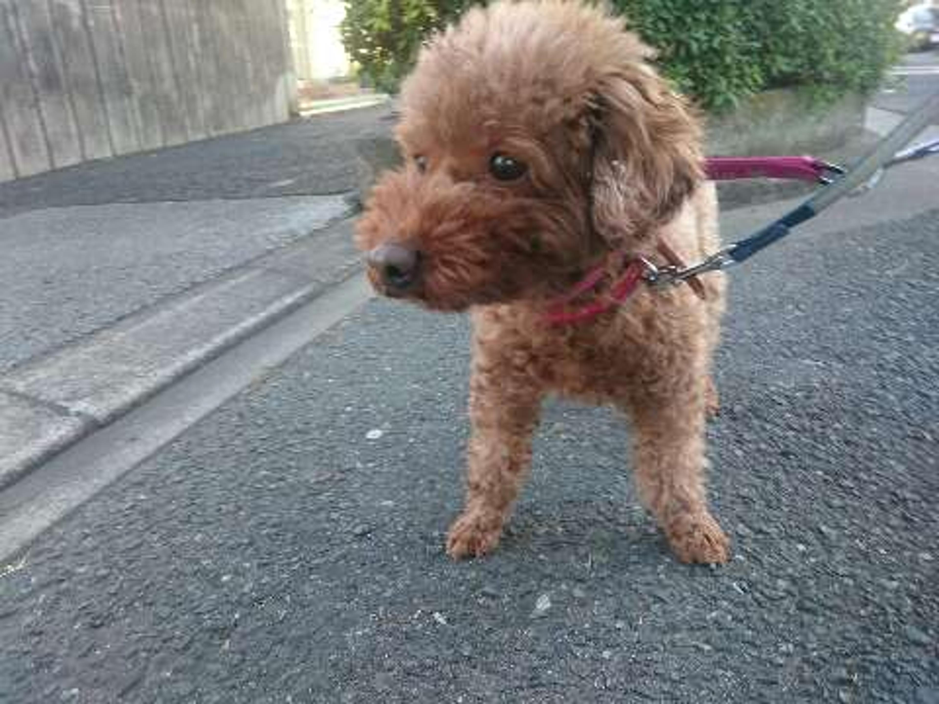 pet-image-2