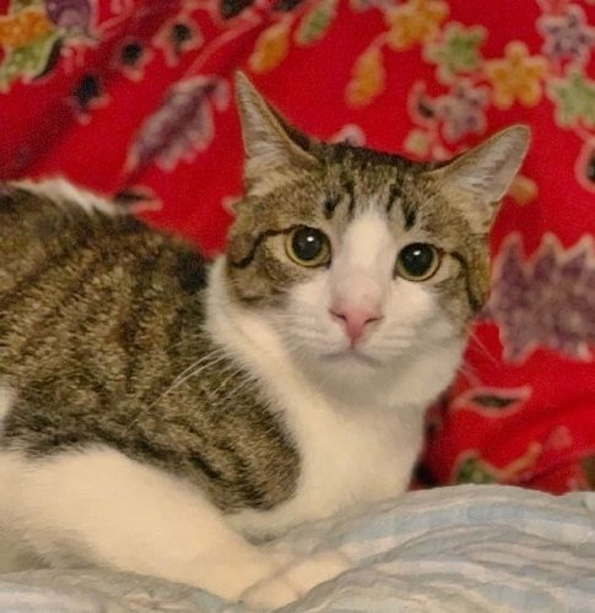 雑種（ミックス猫）・オスの里親募集の写真