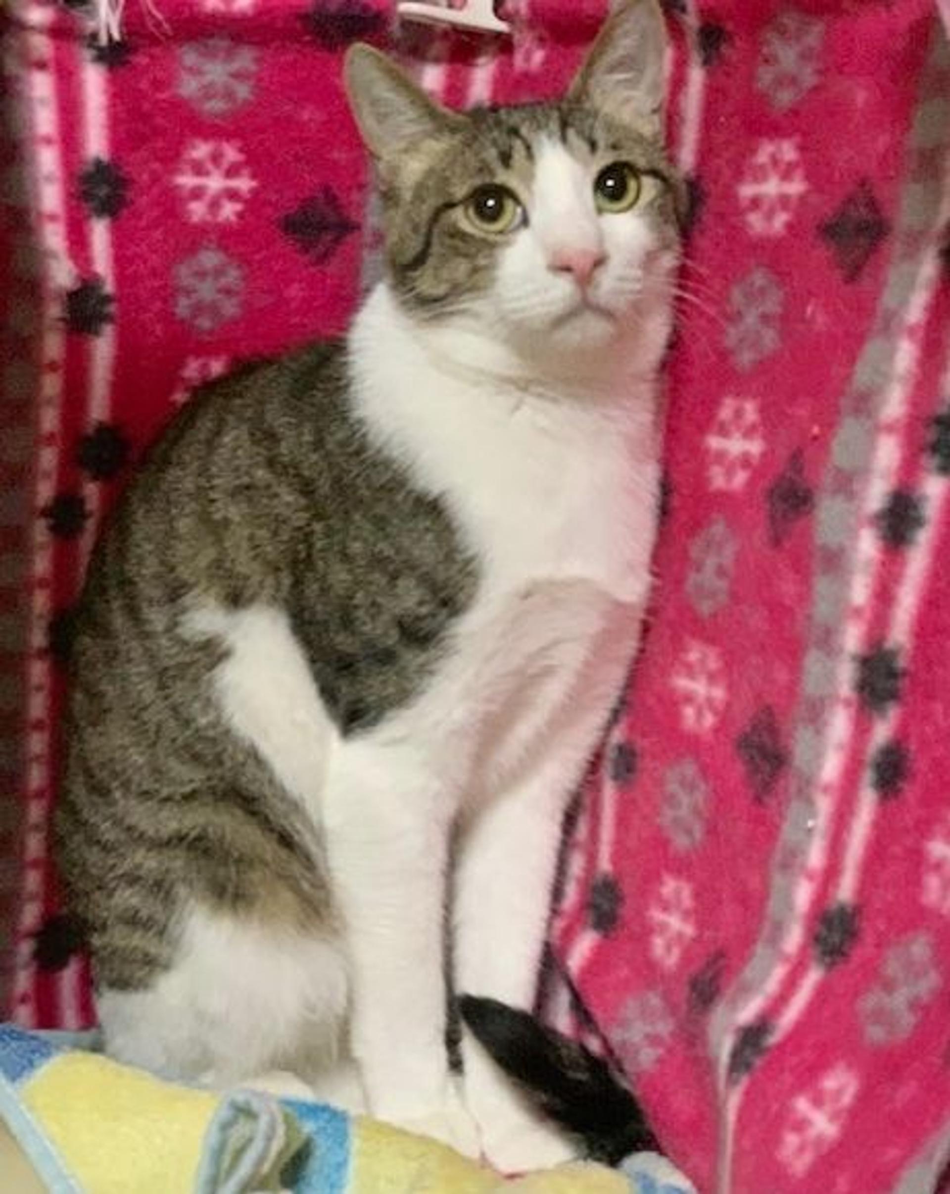pet-image-2