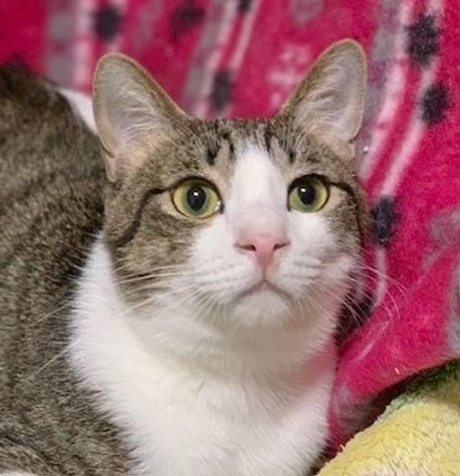 pet-image-3