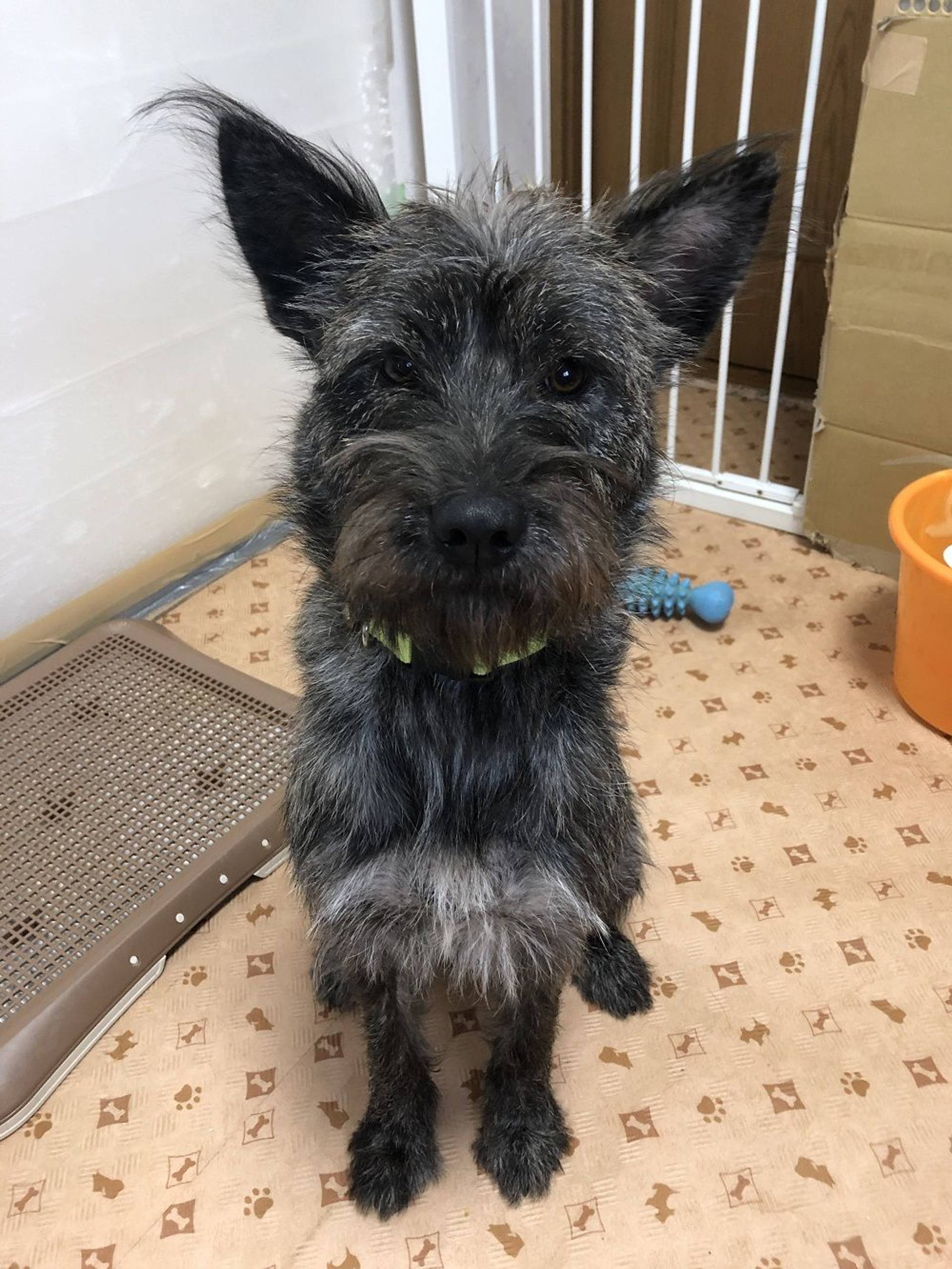 雑種（ミックス犬）・メスの里親募集の写真