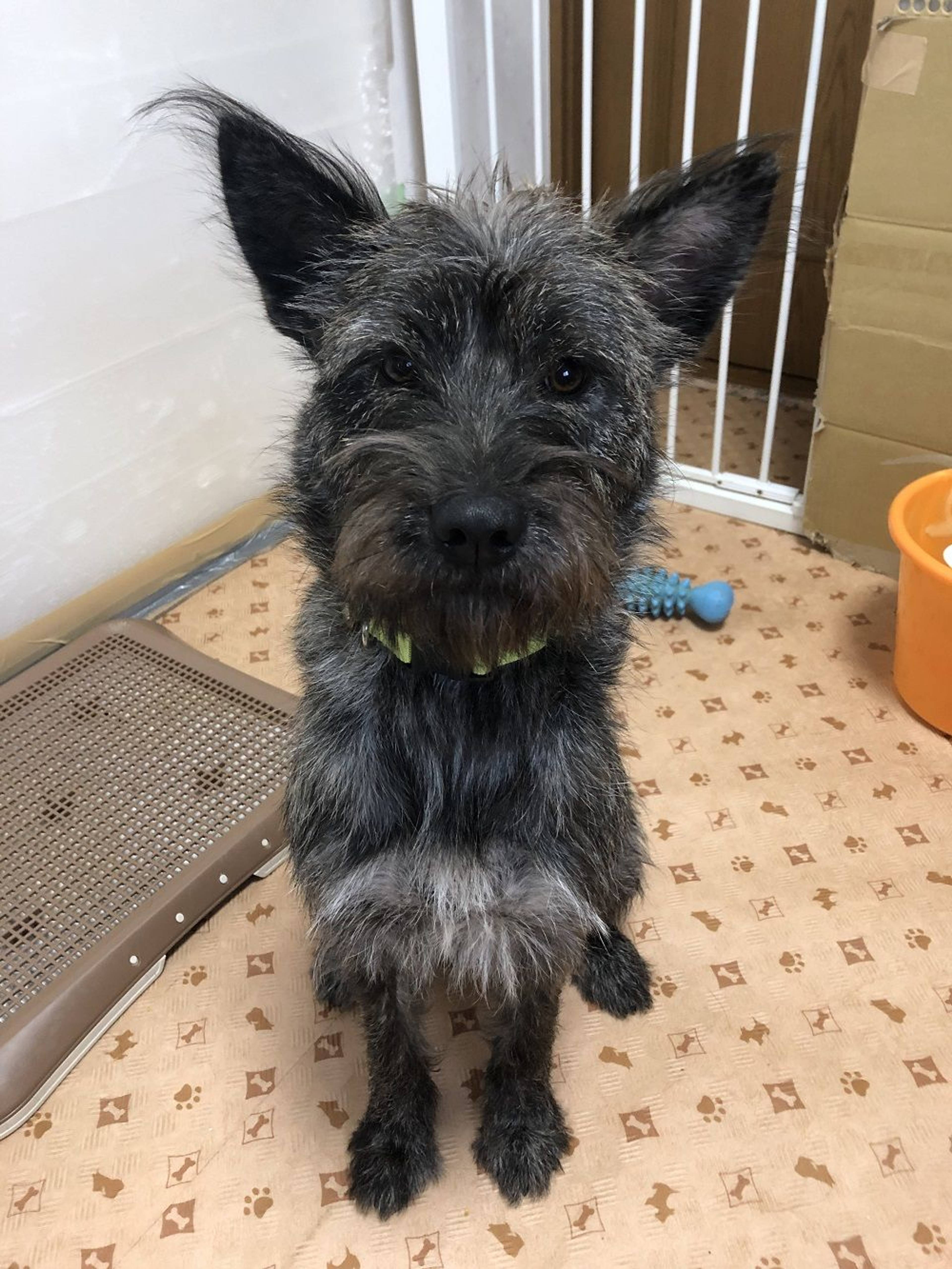 雑種（ミックス犬）・メスの里親募集の写真