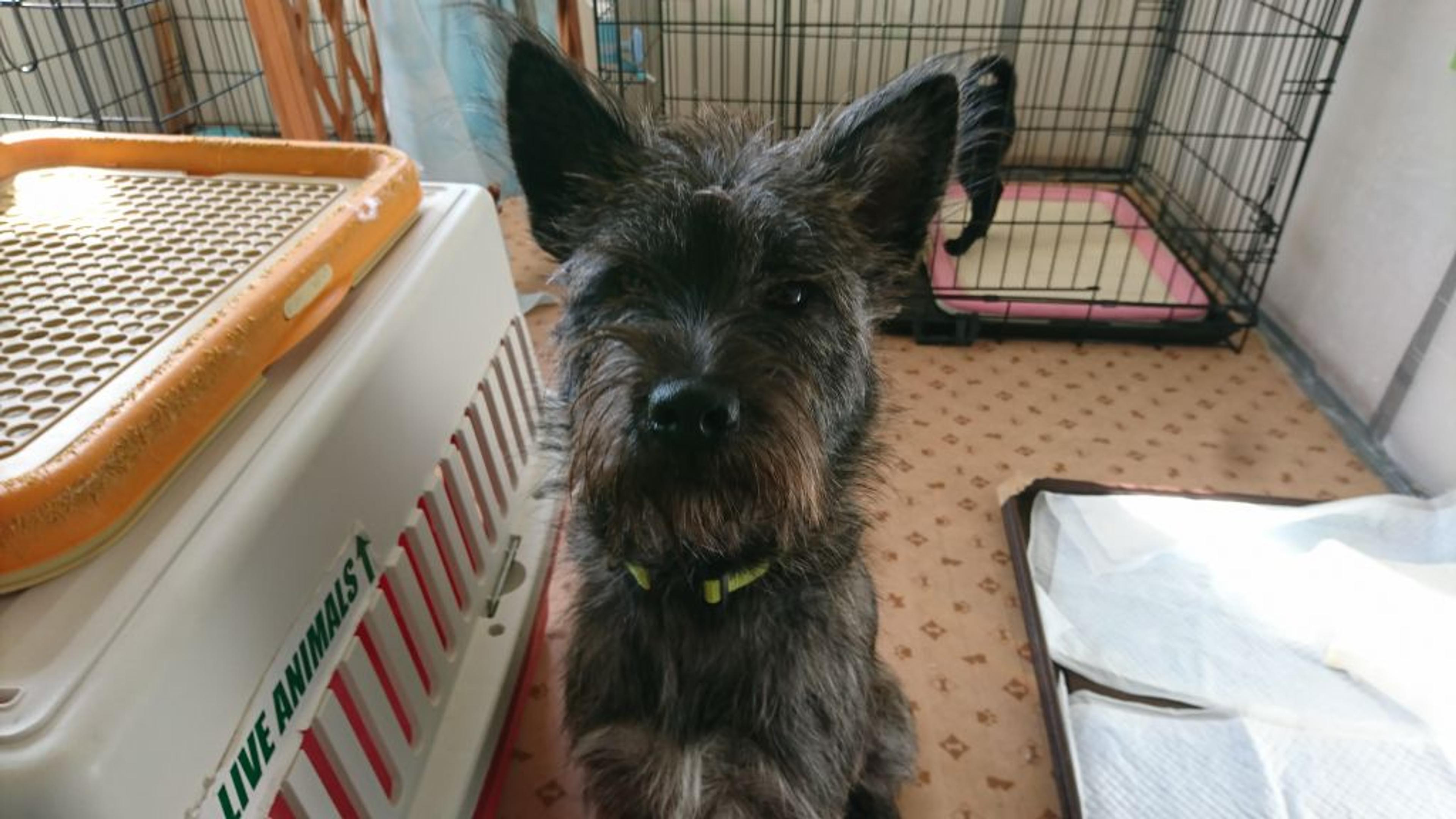 pet-image-2