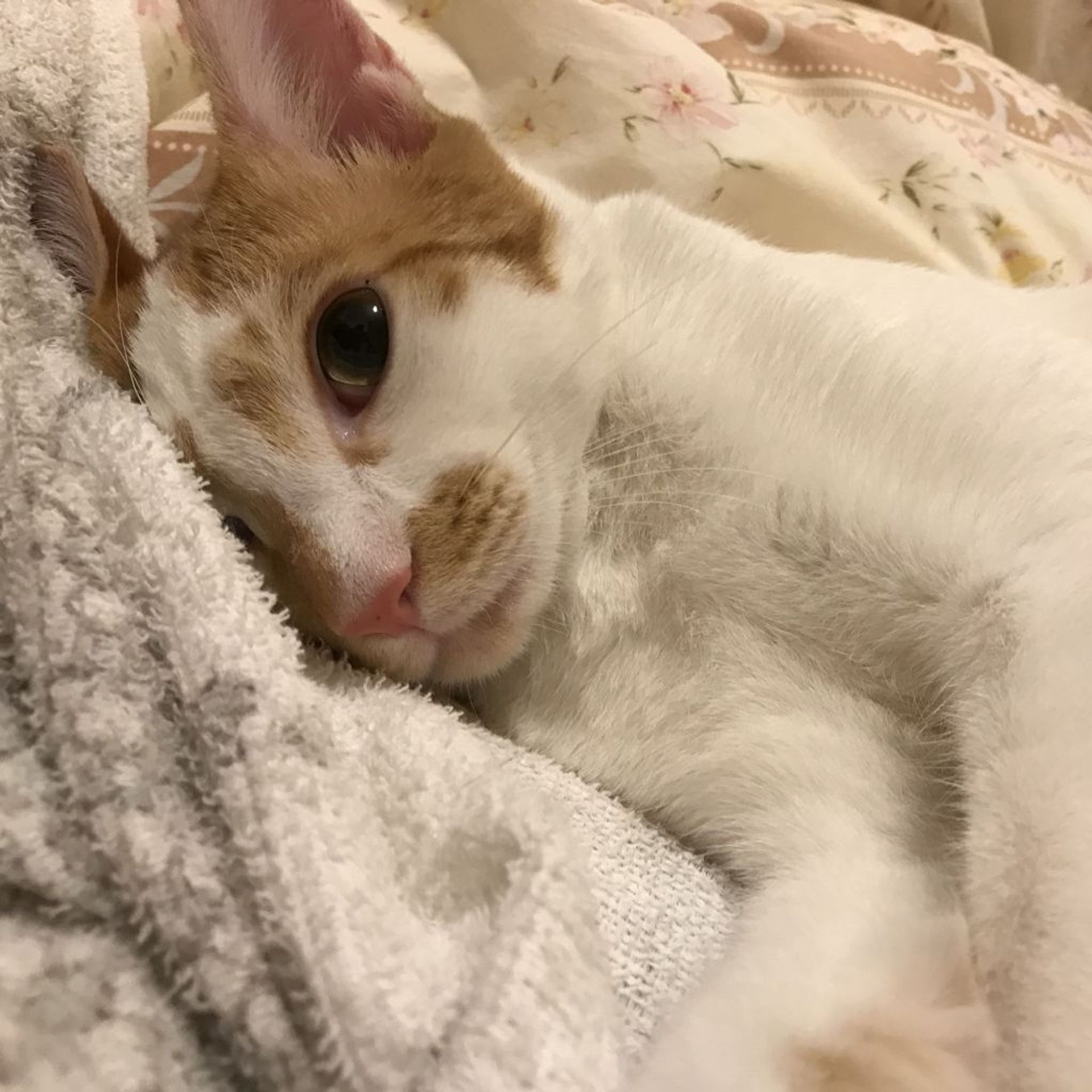 雑種（ミックス猫）・オスの里親募集の写真