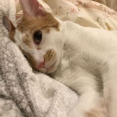 藤丸の写真