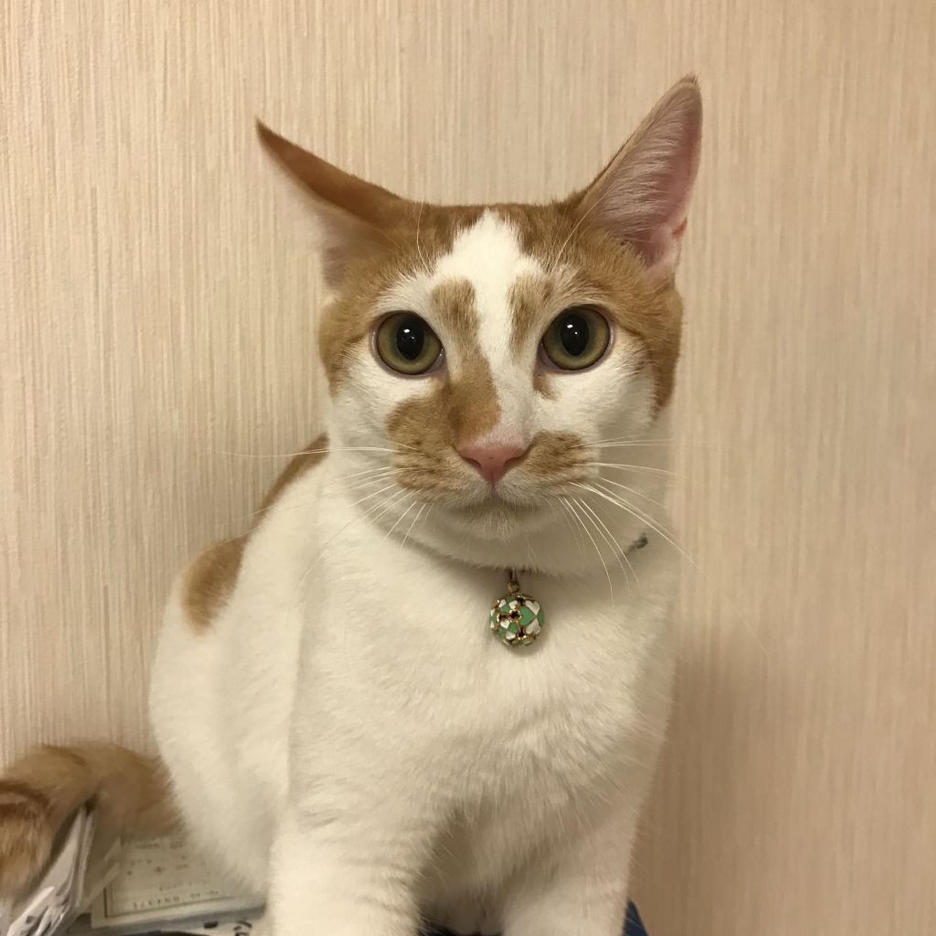 pet-image-3