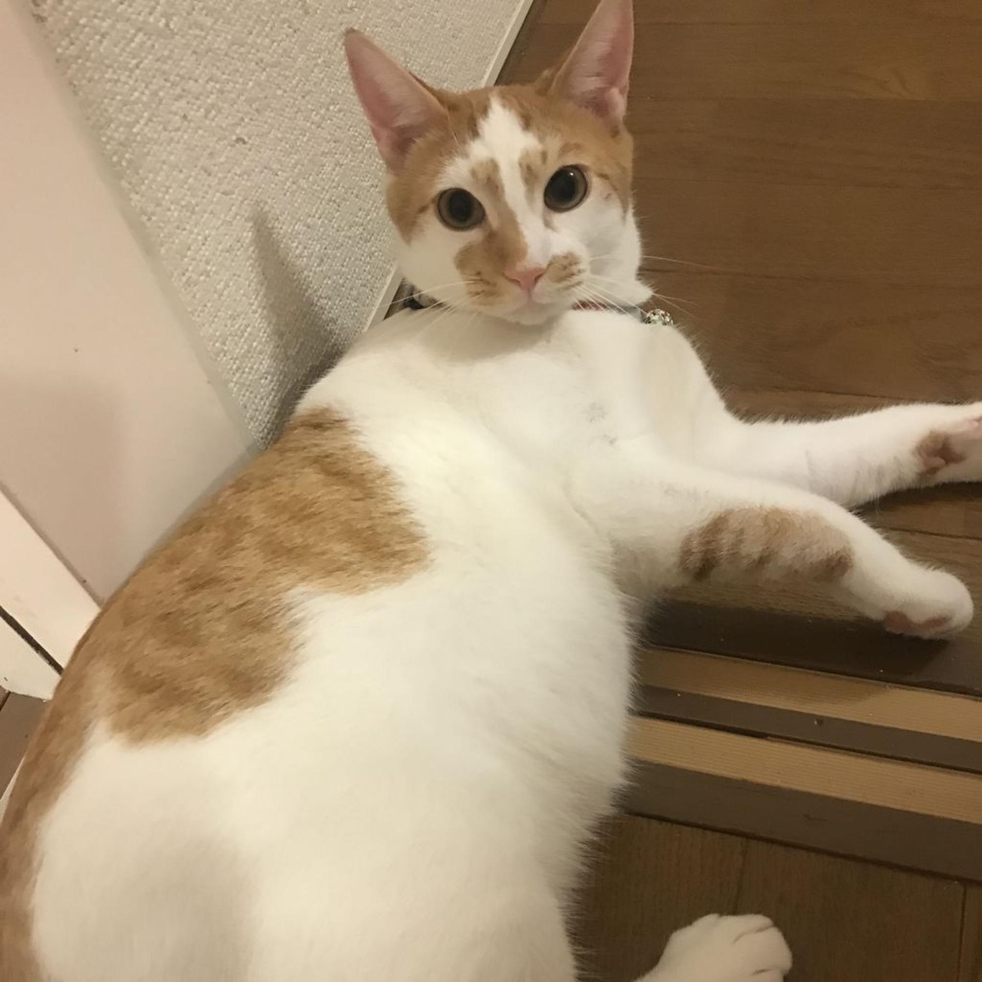 pet-image-5