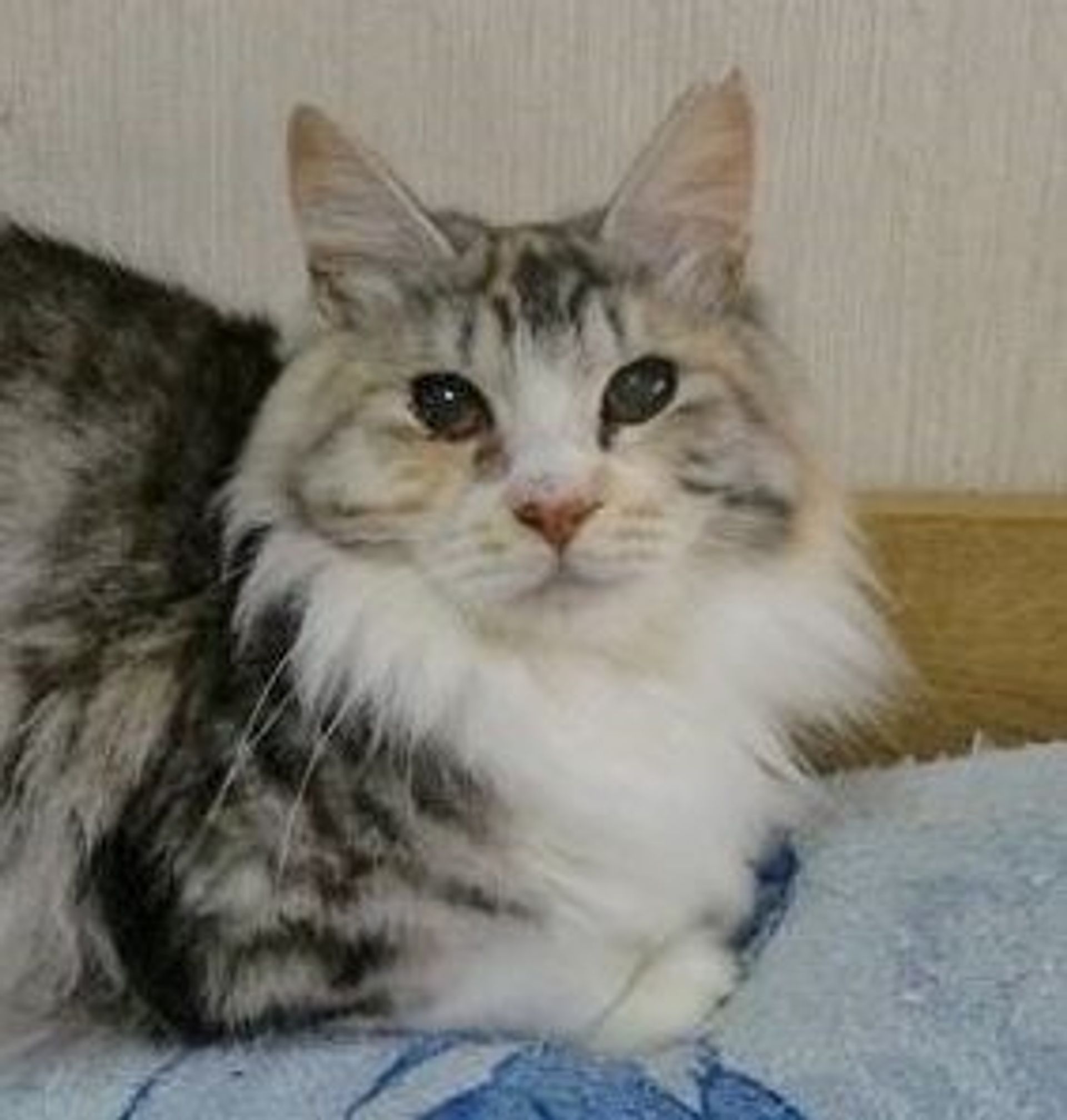 雑種（ミックス猫）・メスの里親募集の写真