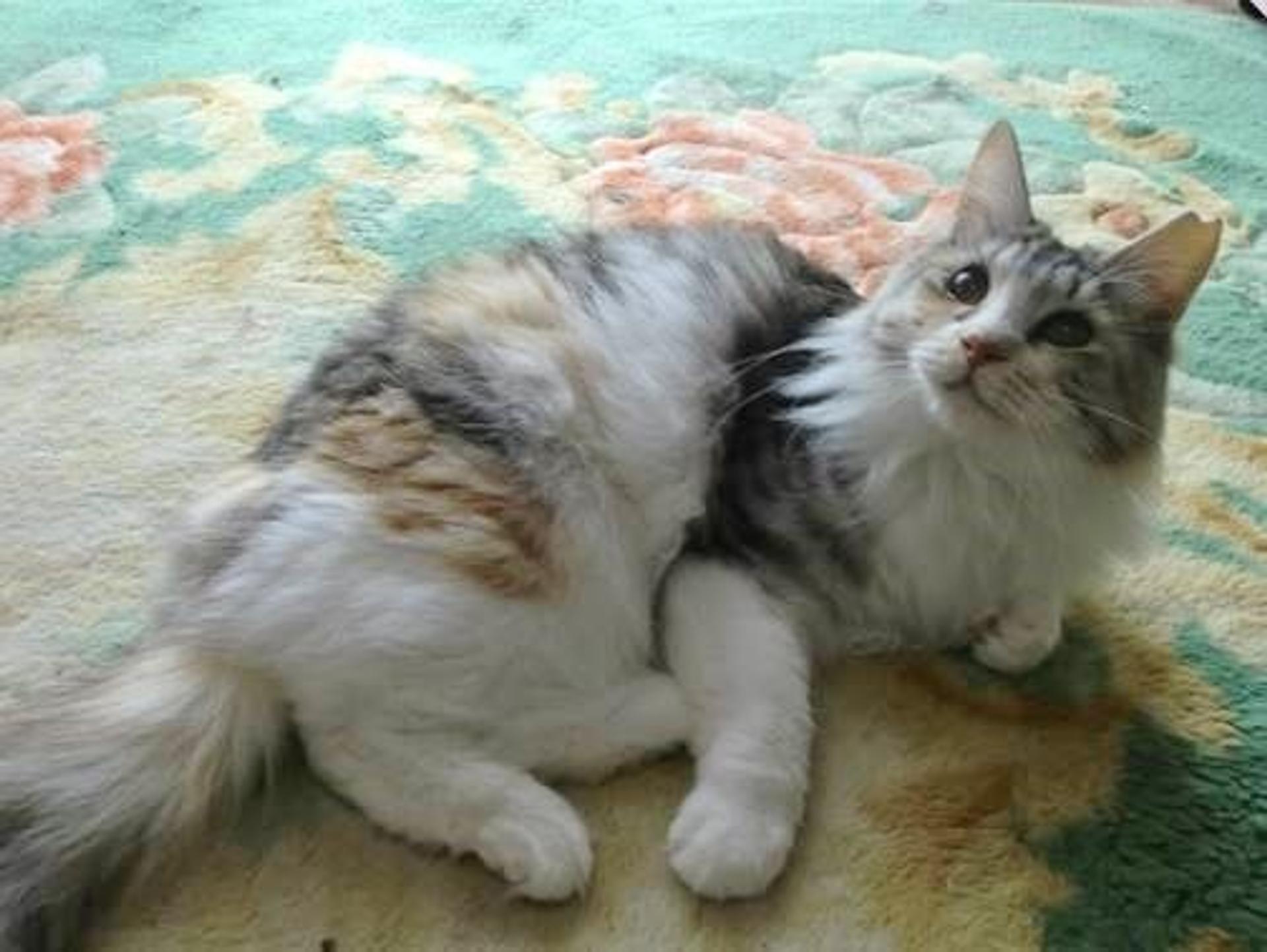 pet-image-4