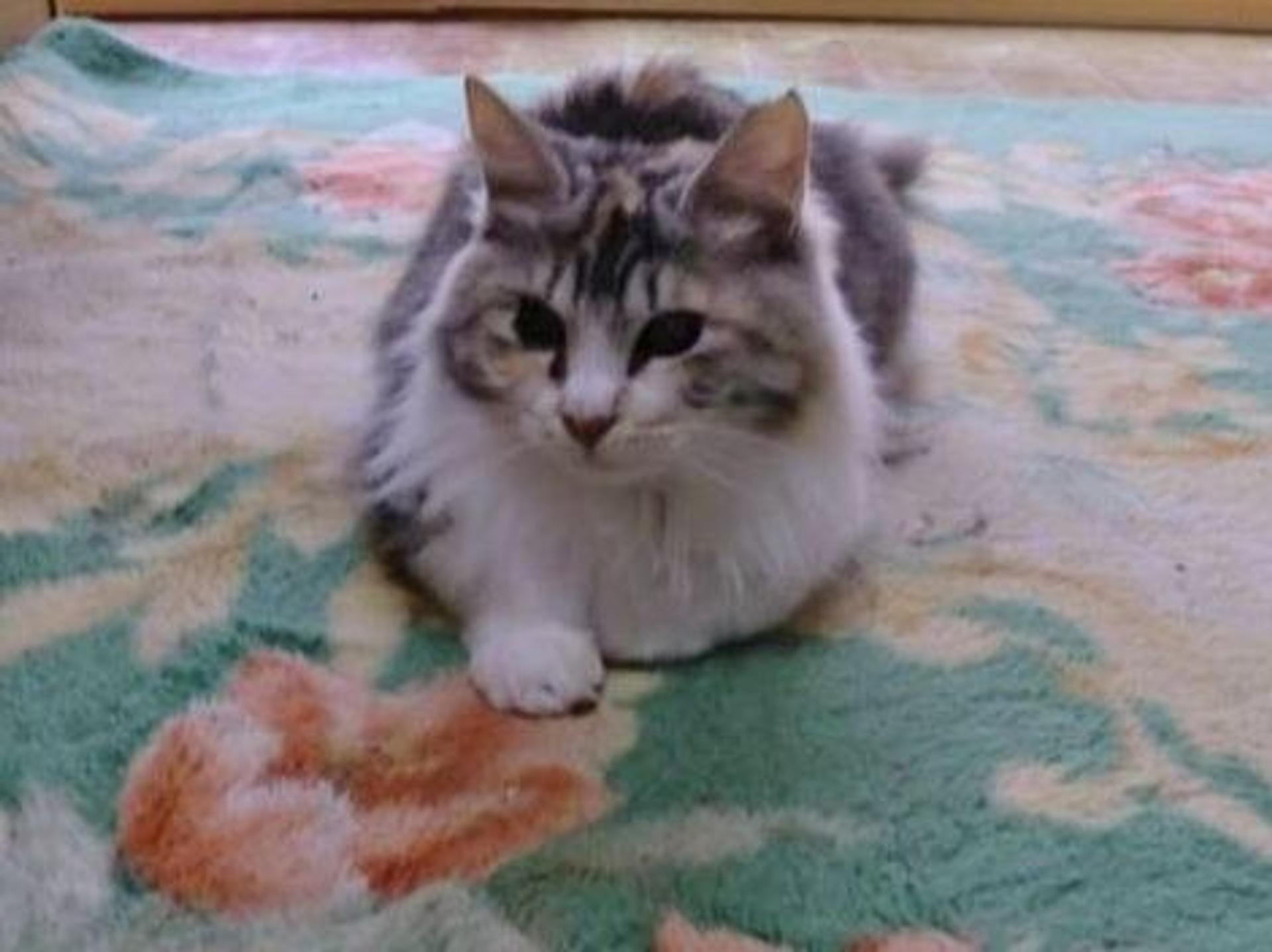 pet-image-6