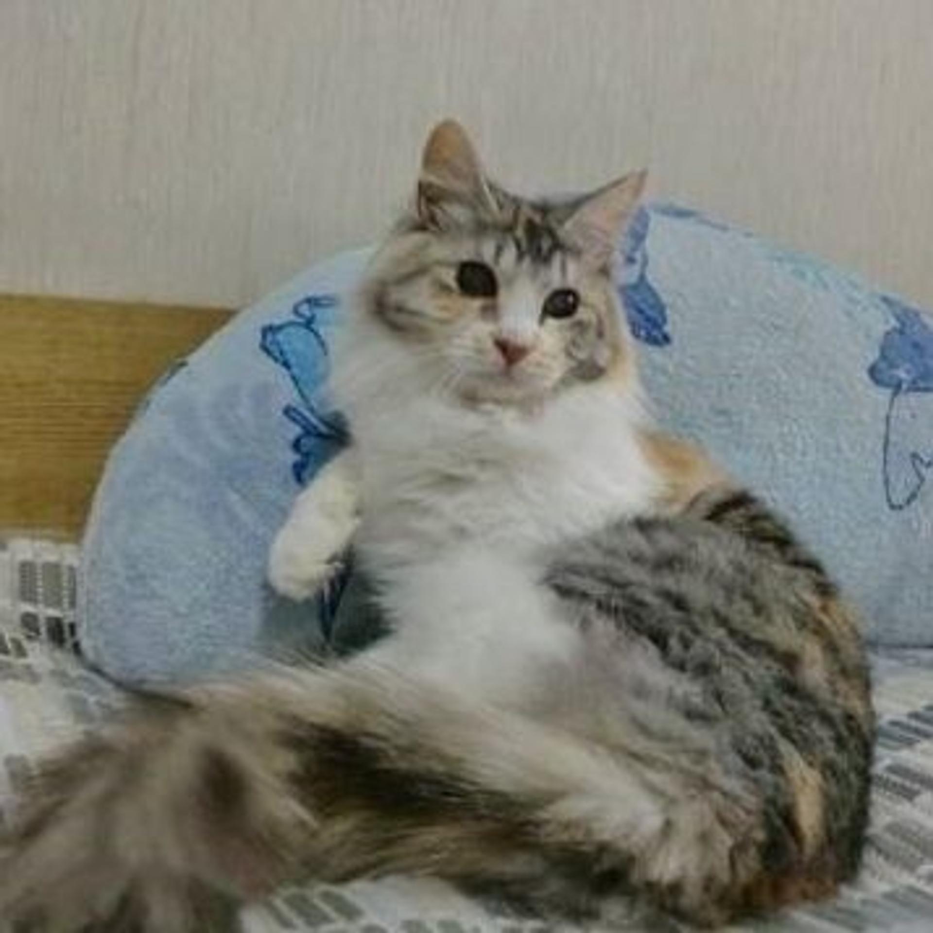 pet-image-3