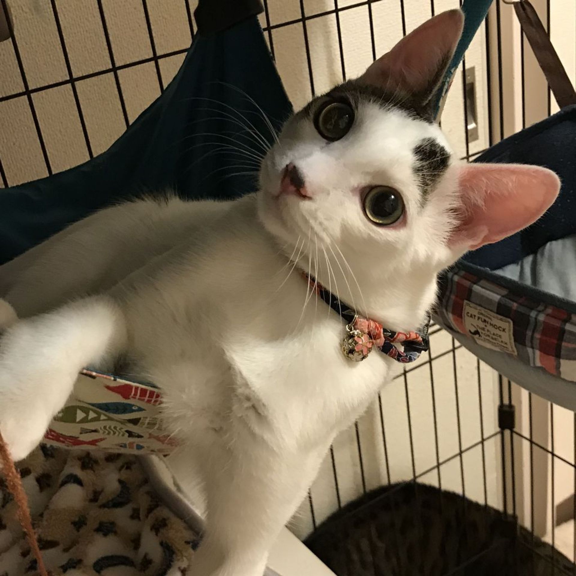 雑種（ミックス猫）・オスの里親募集の写真