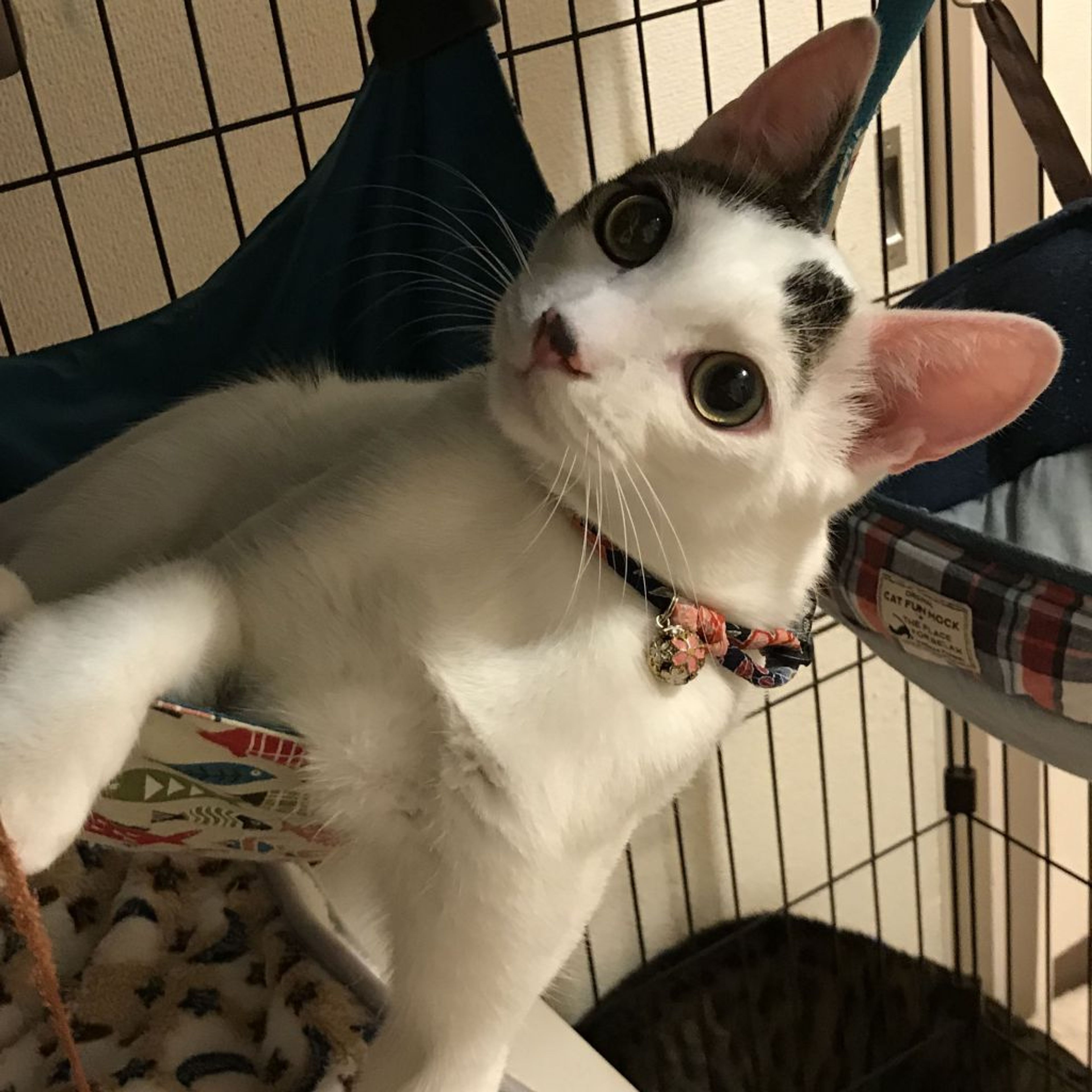 雑種（ミックス猫）・オスの里親募集の写真