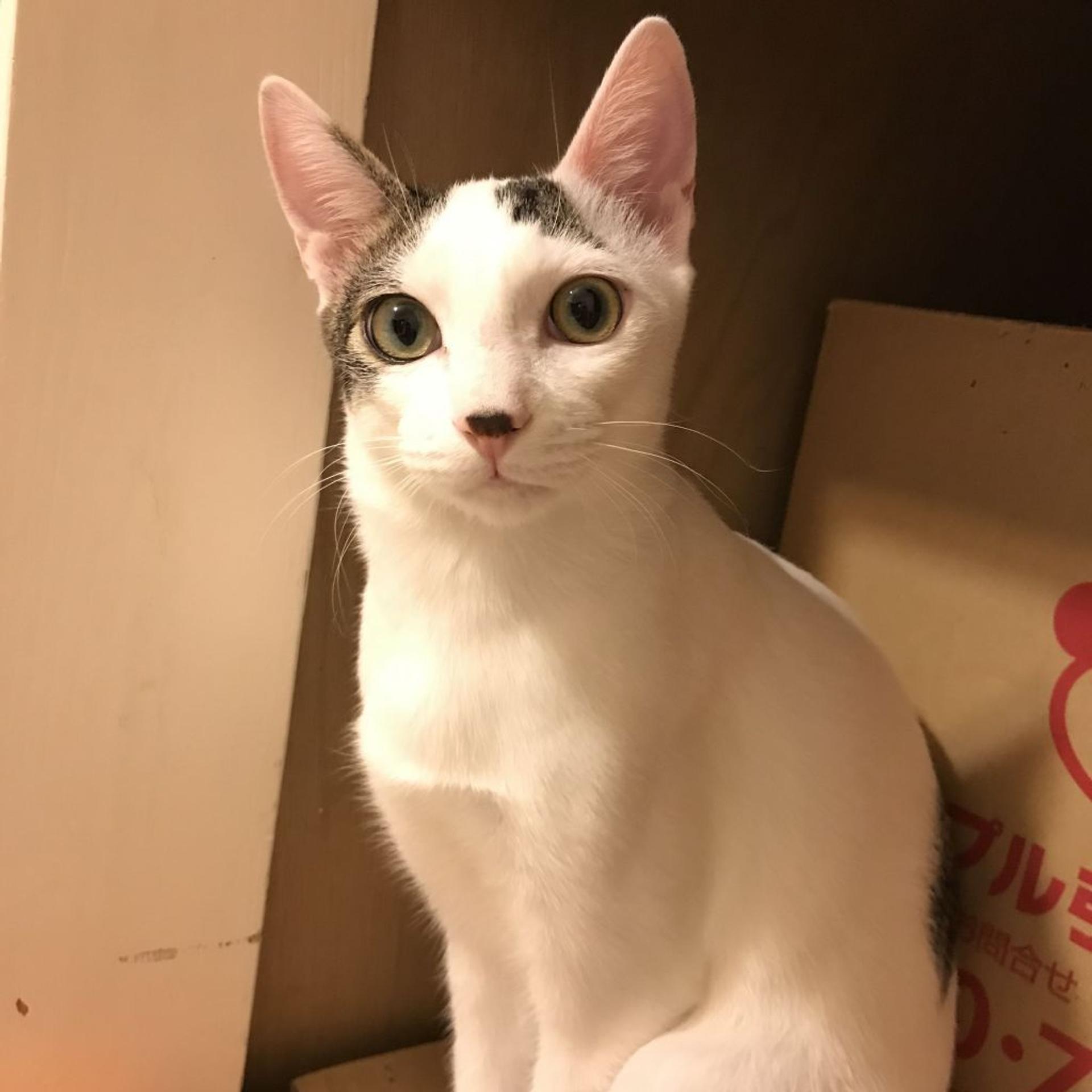 pet-image-2