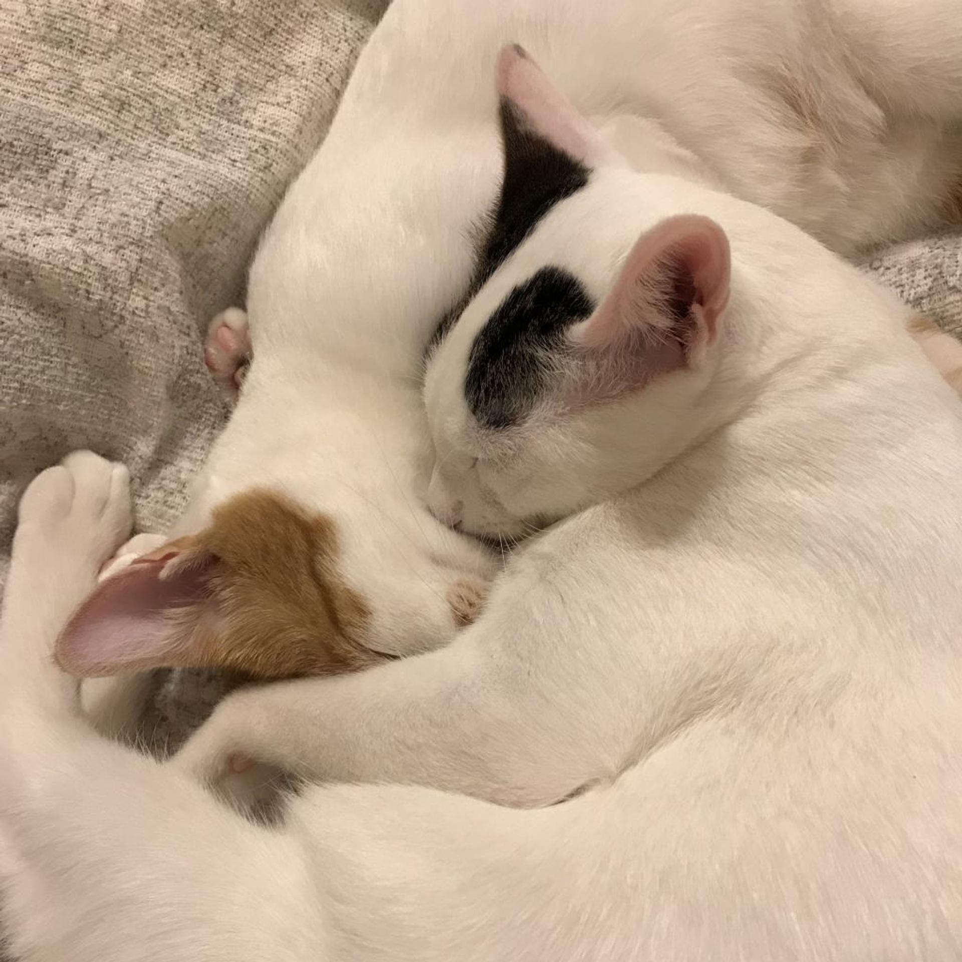 pet-image-3