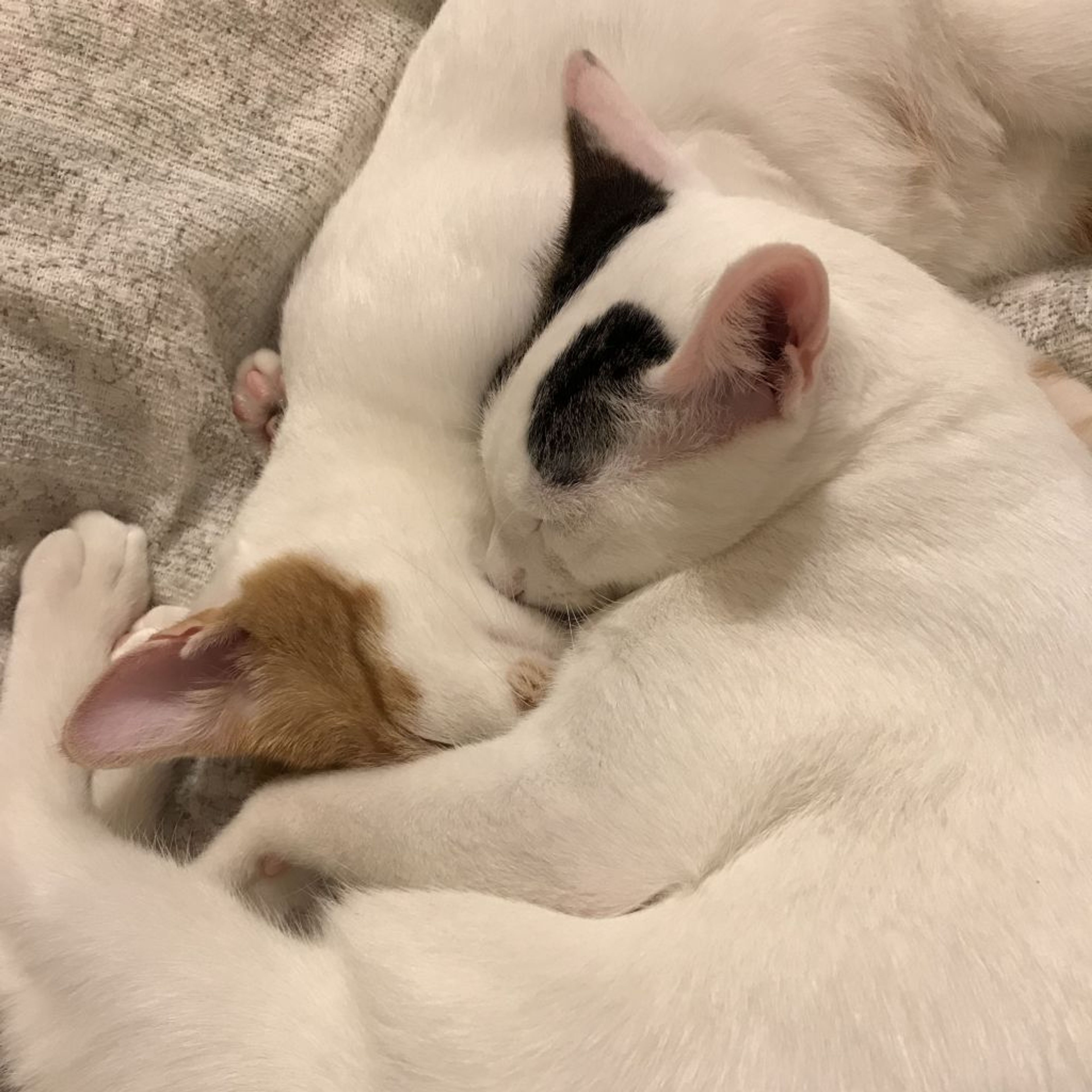 pet-image-3