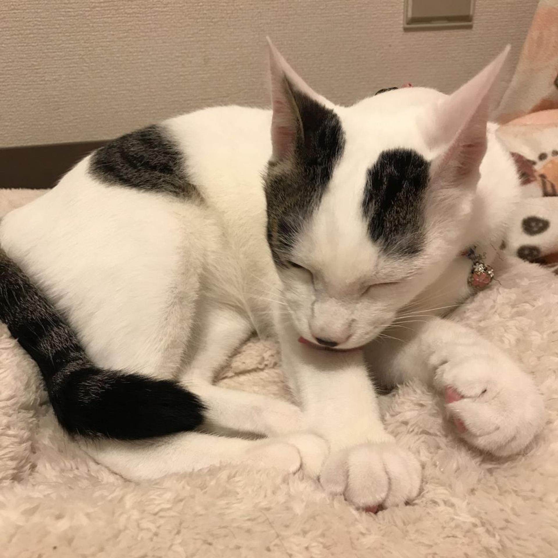 pet-image-5