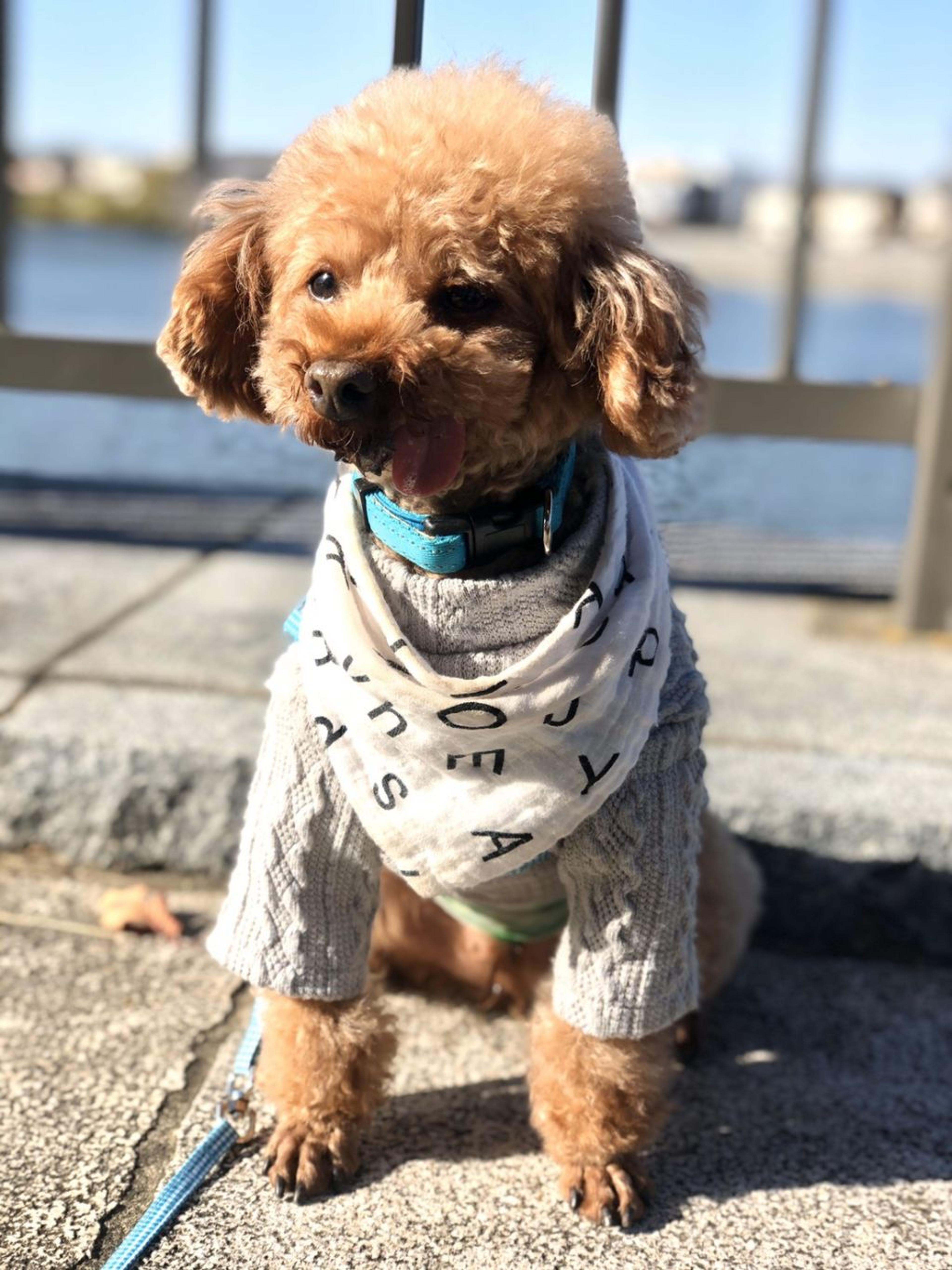 pet-image-2