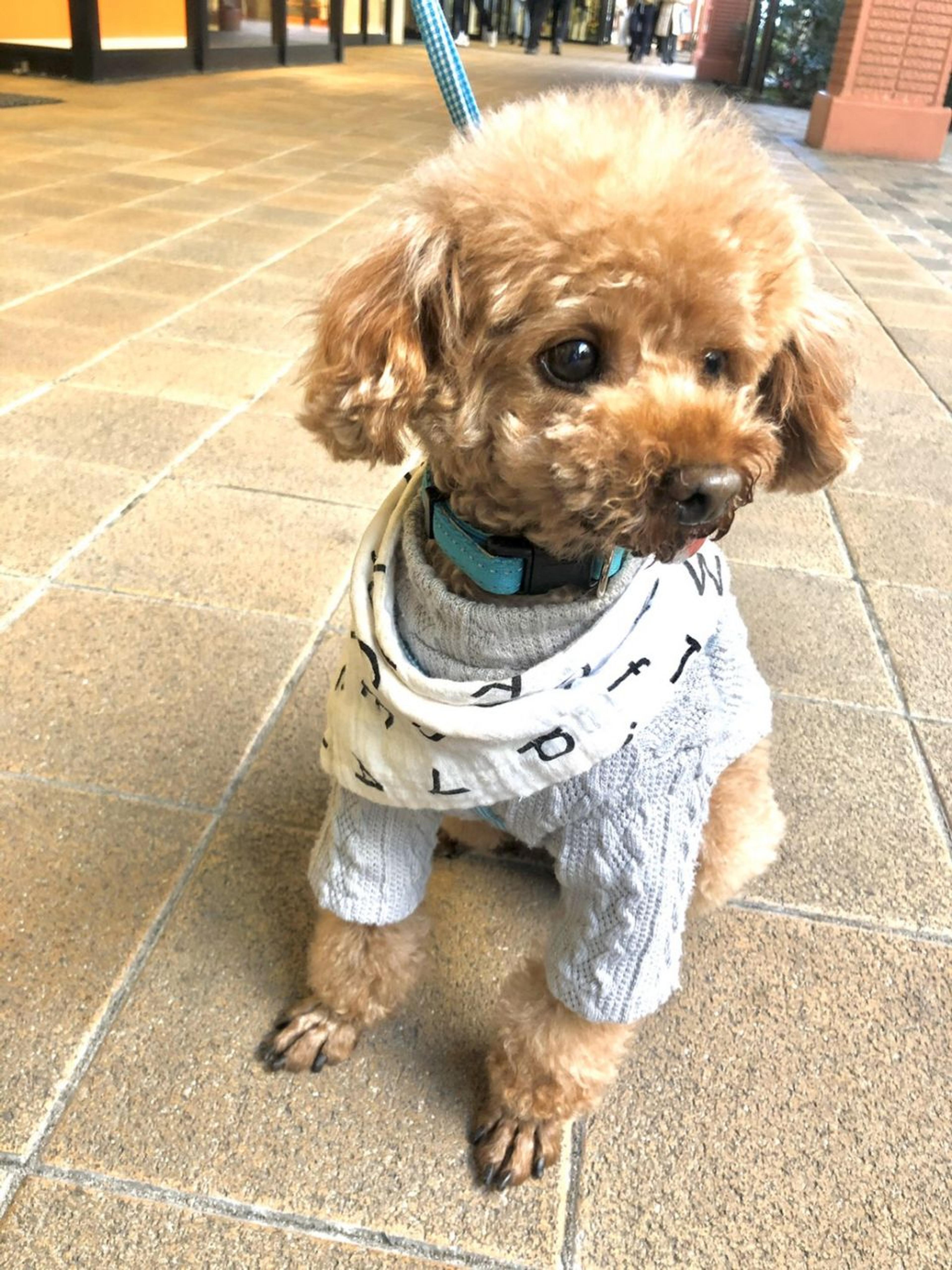pet-image-3