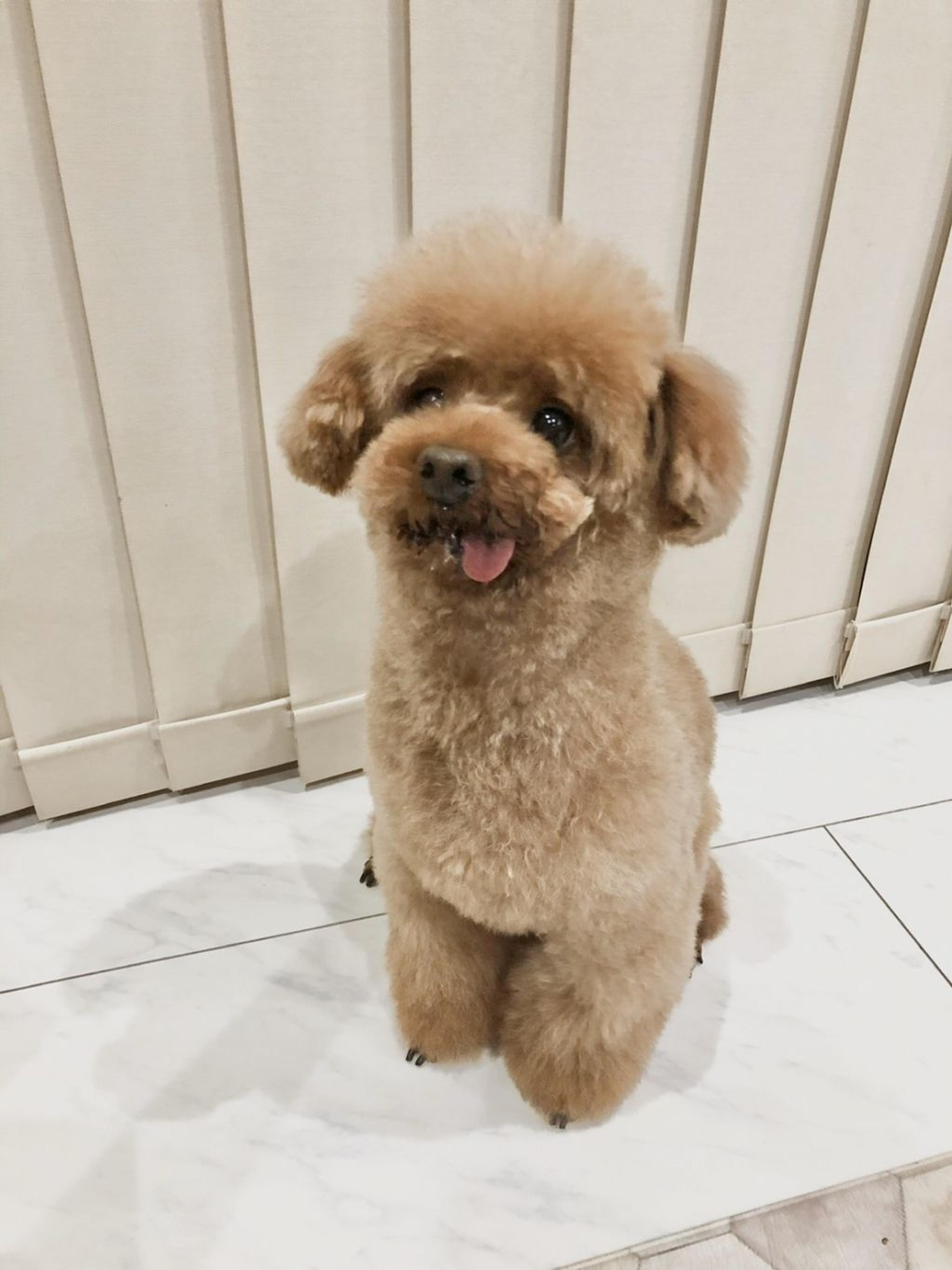 pet-image-4