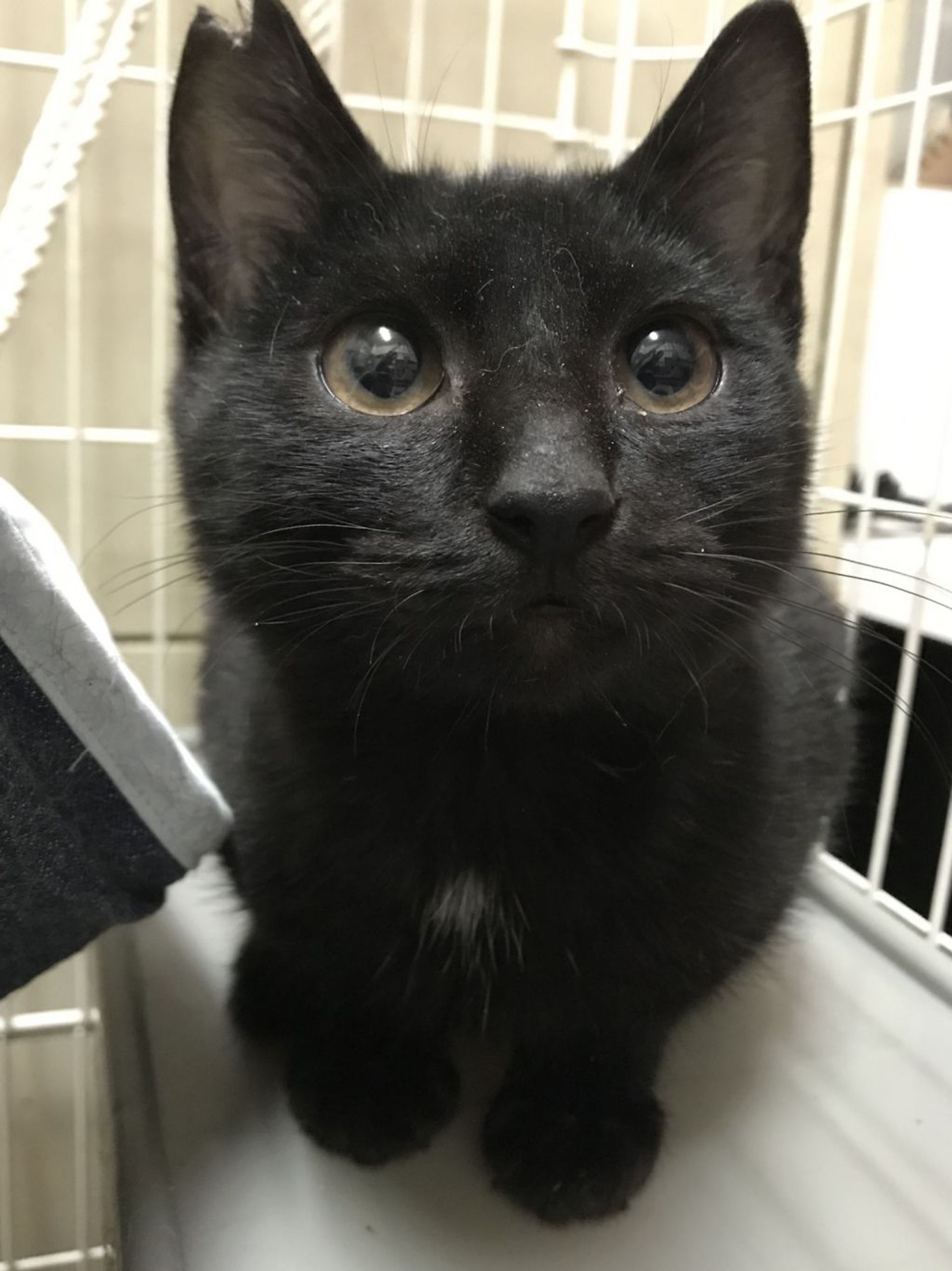 雑種（ミックス猫）・オスの里親募集の写真