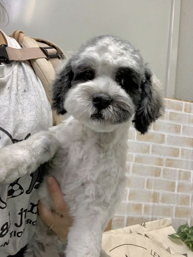 ユニクドNo.327シズプー♀アッコ　シー・ズーとプードルのミックス犬