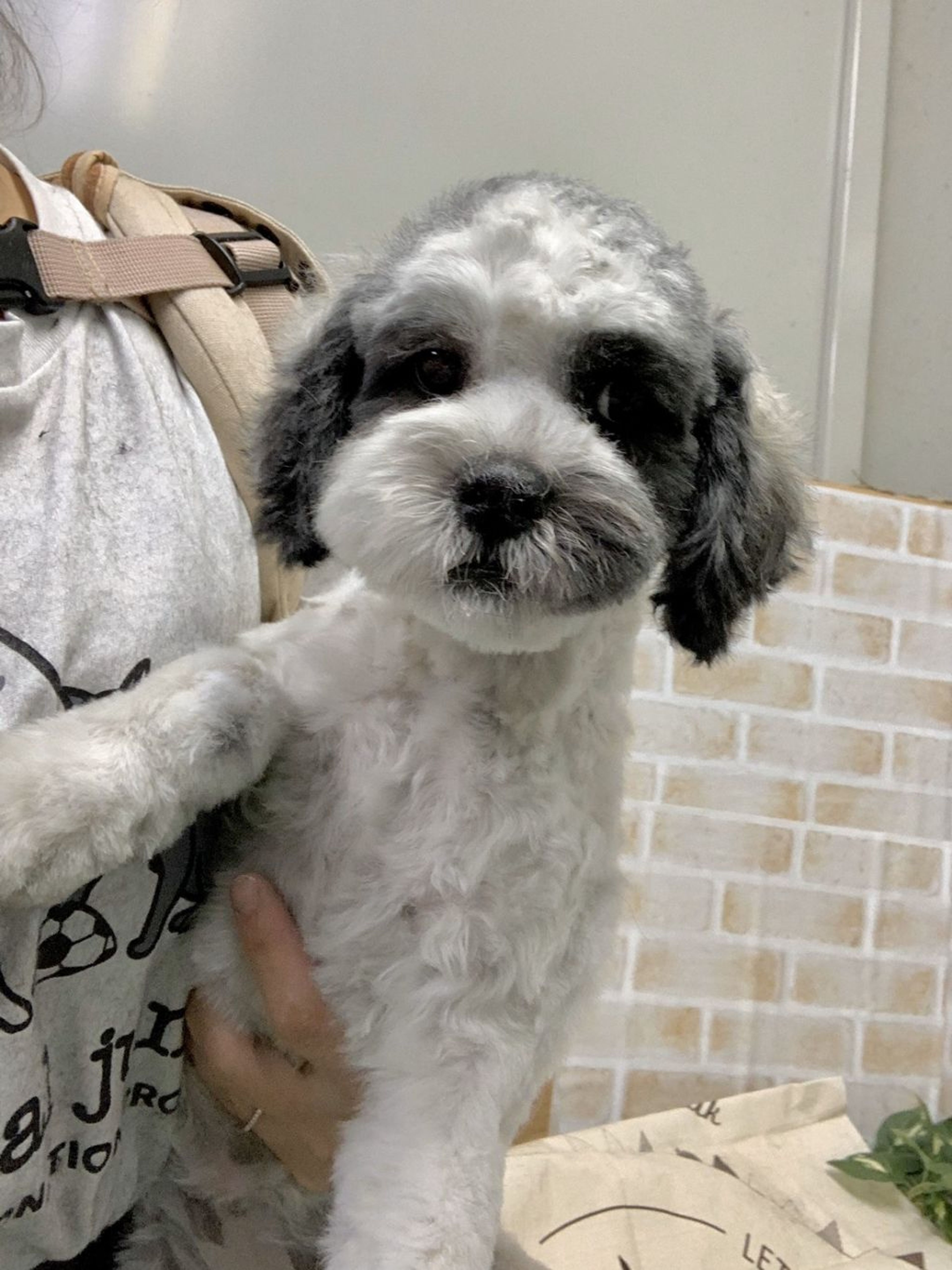 雑種（ミックス犬）・メスの里親募集の写真