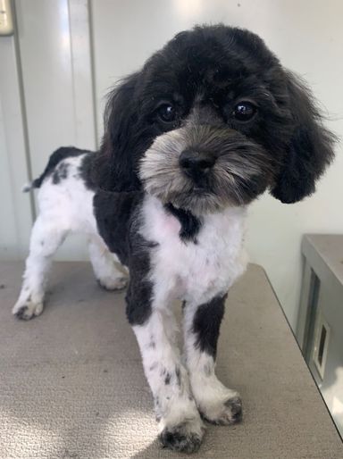 ユニクドNo.328シズプー♀ルック　シー・ズーとプードルのミックス犬